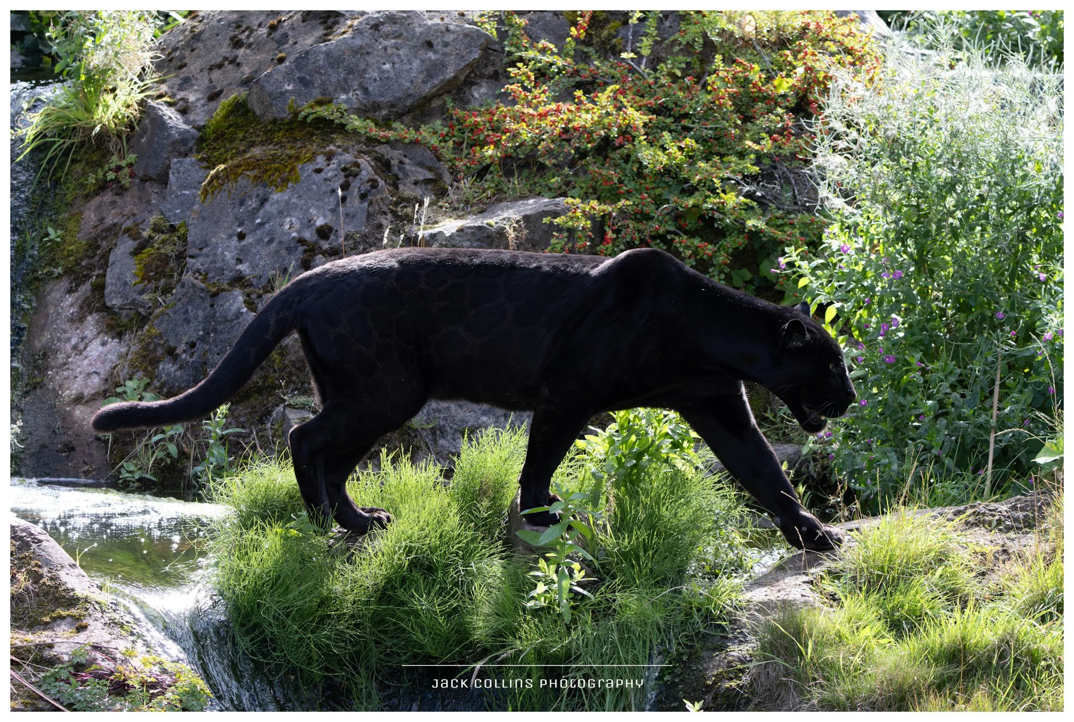 A black panther walking on rocks and lush green grass near a small waterfall with rocks and colorful plants in the background.