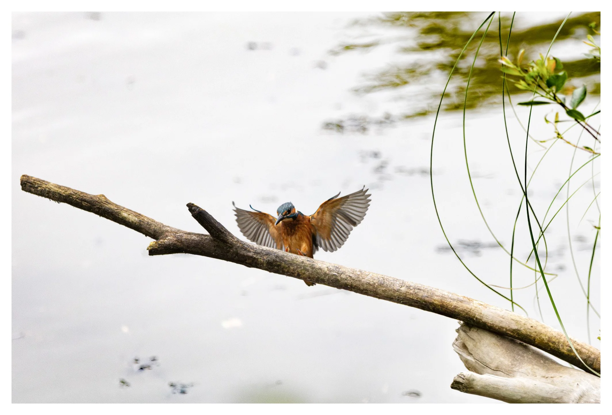 A kingfisher bird on a fallen branch over water with outstretched wings.