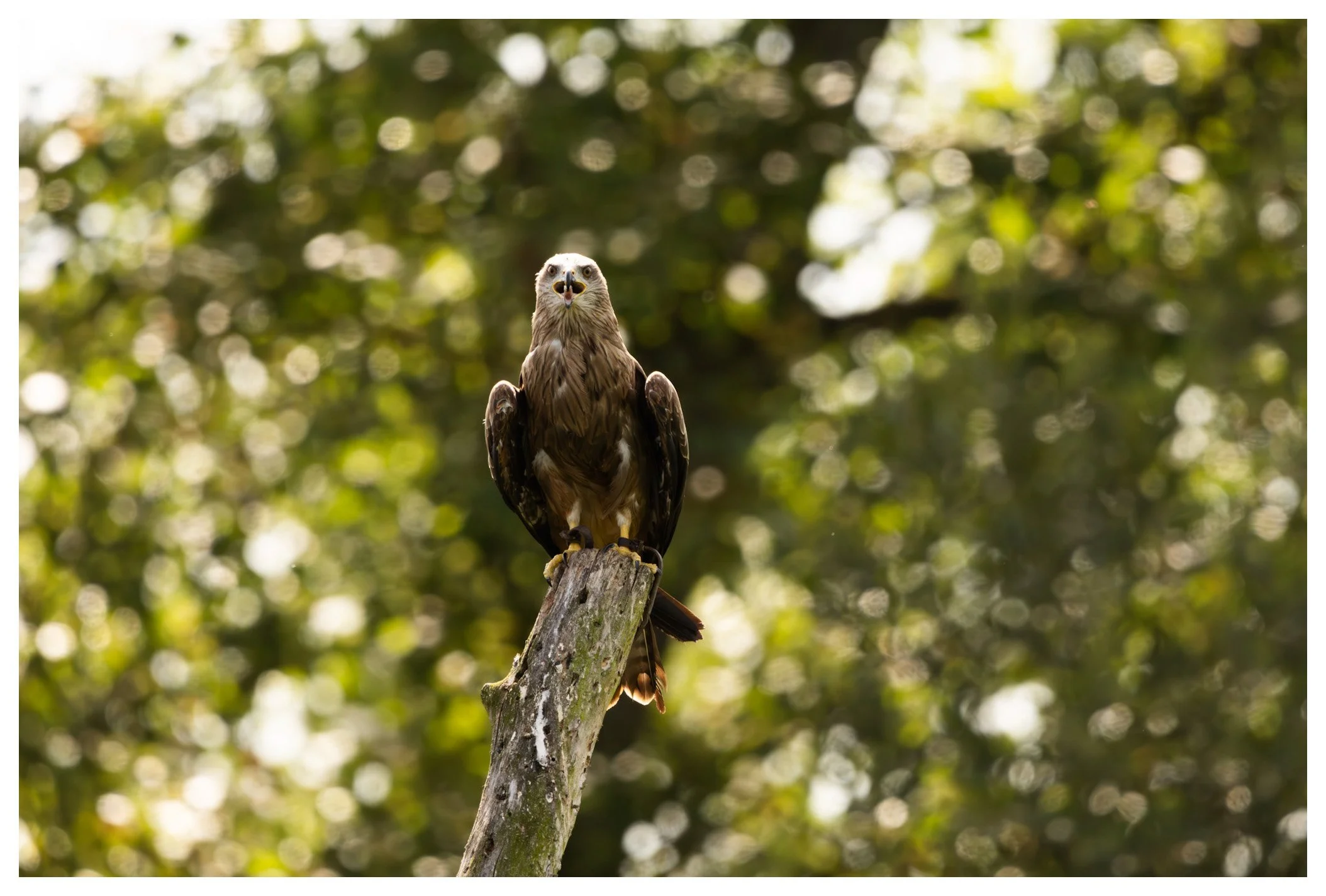A bird of prey, likely a hawk or eagle, perched on a tree branch against a background of blurred green leaves and sunlight.