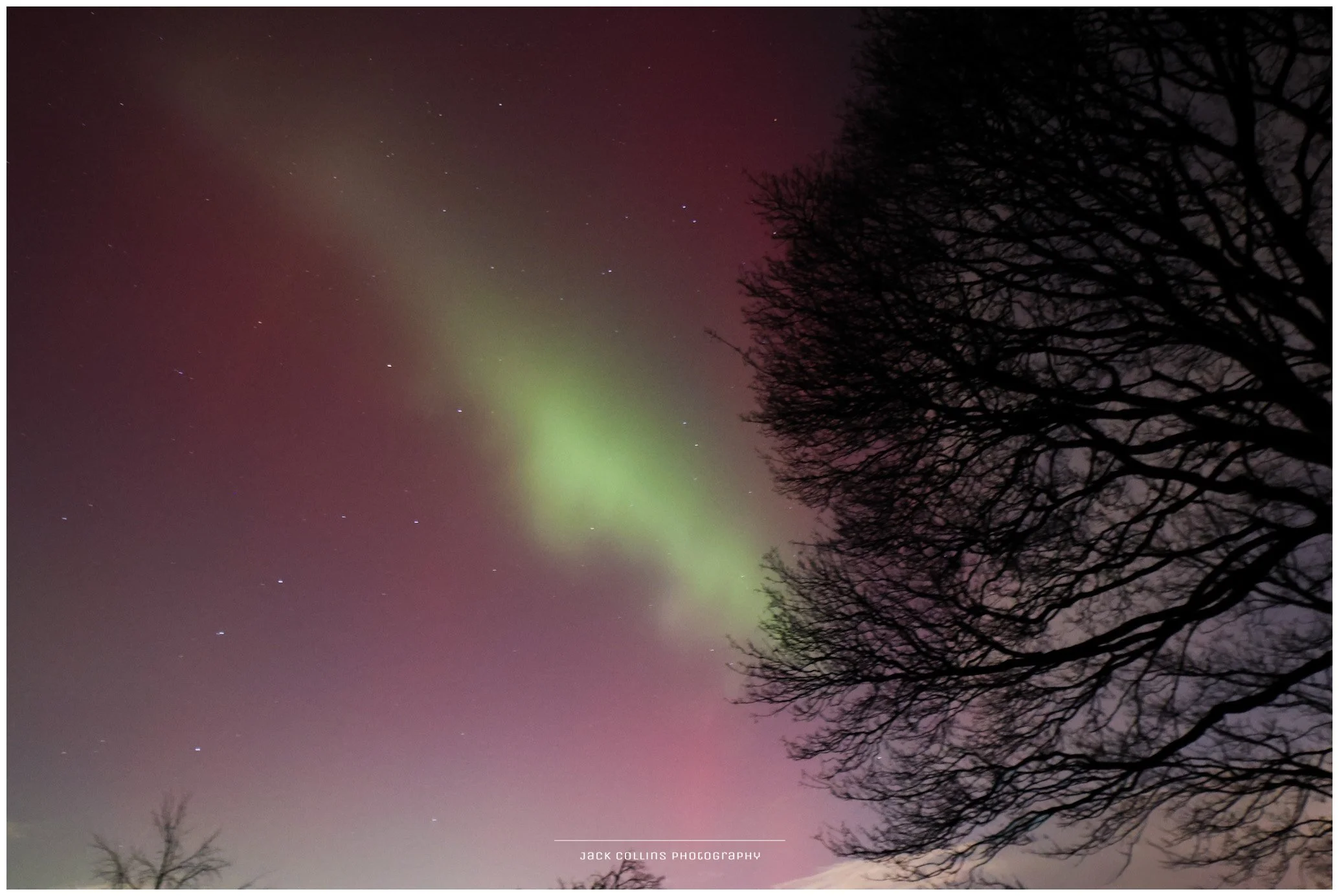 Night sky with colorful aurora borealis, stars, and a silhouette of a leafless tree.