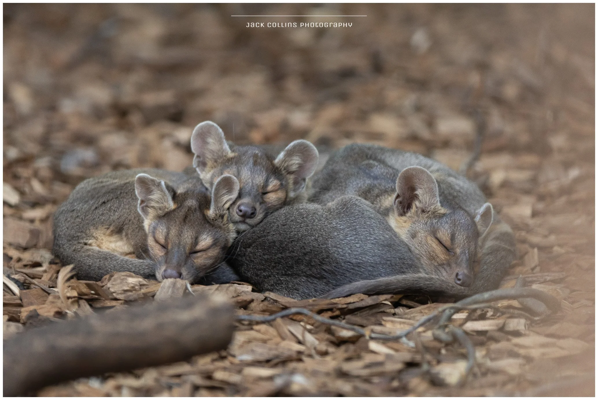 Four baby pumas sleeping on a bed of wood chips, nestled close together with eyes closed.