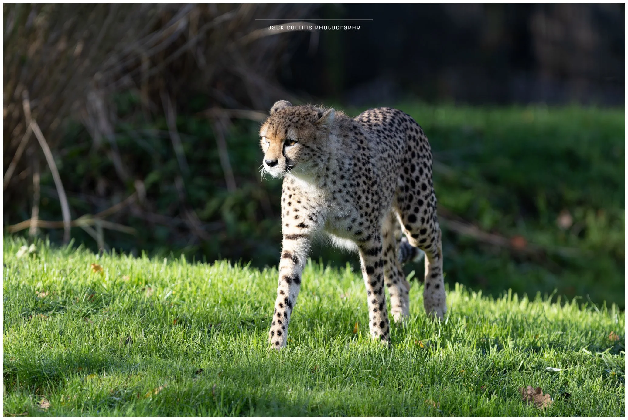 A cheetah walking on green grass with a blurred background of trees and bushes.
