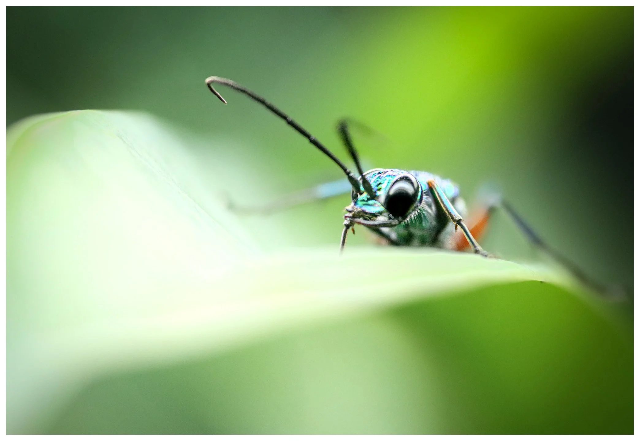 Close-up of a colorful insect on a green leaf, showing its compound eye, antennae, and glossy body, with a blurred green background.