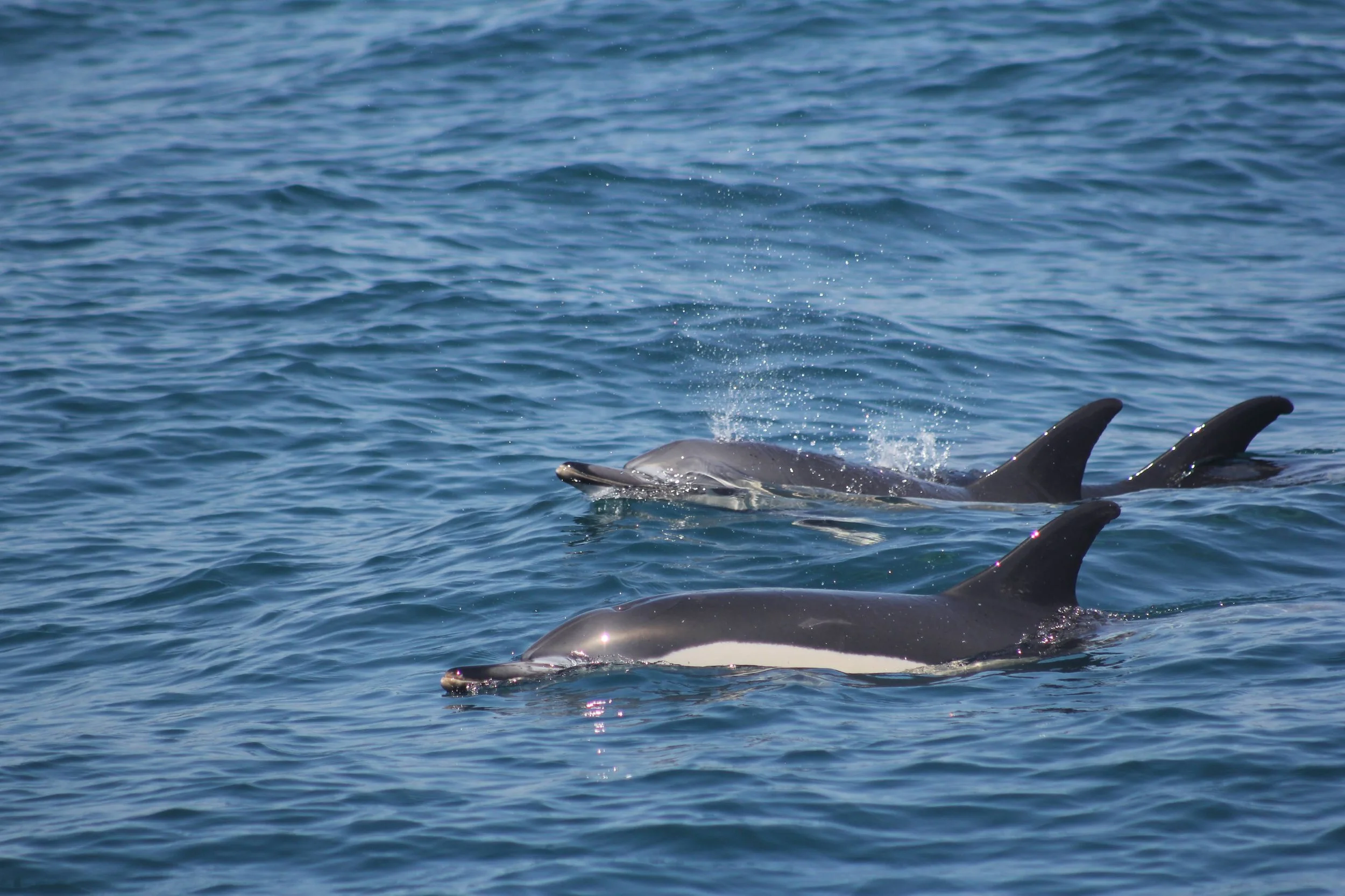 Three dolphins swimming in the ocean, with one whale surfacing in the background.