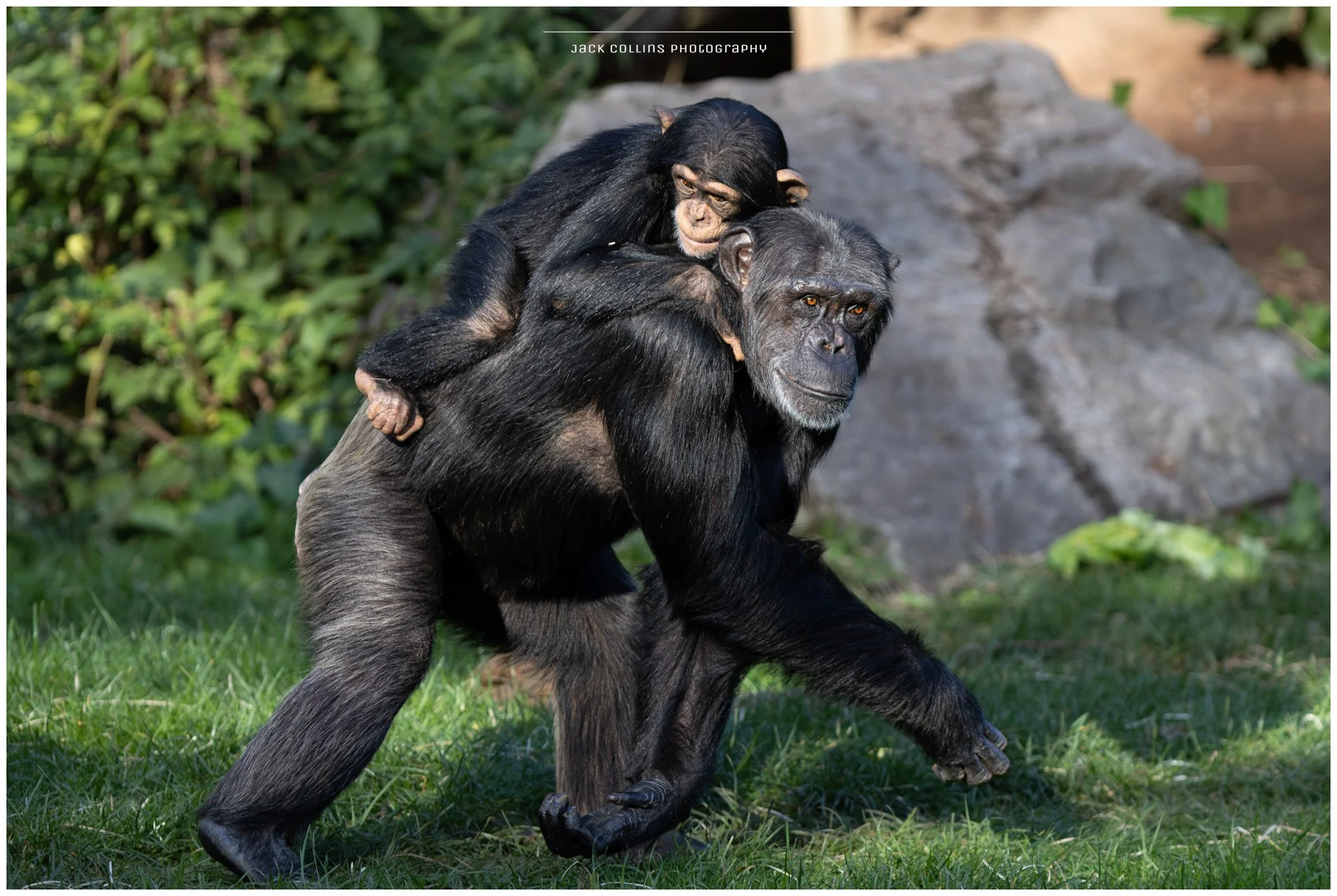 A adult chimpanzee carrying a baby chimpanzee on its back outside on grass and rocks.