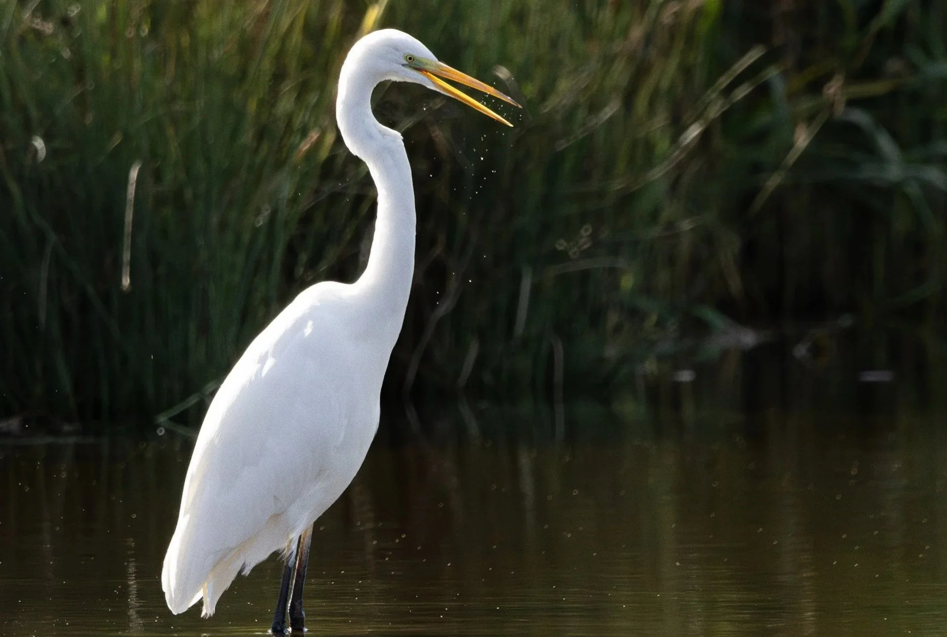 A large white heron standing in shallow water near tall green reeds, with its beak open and water droplets falling from it.