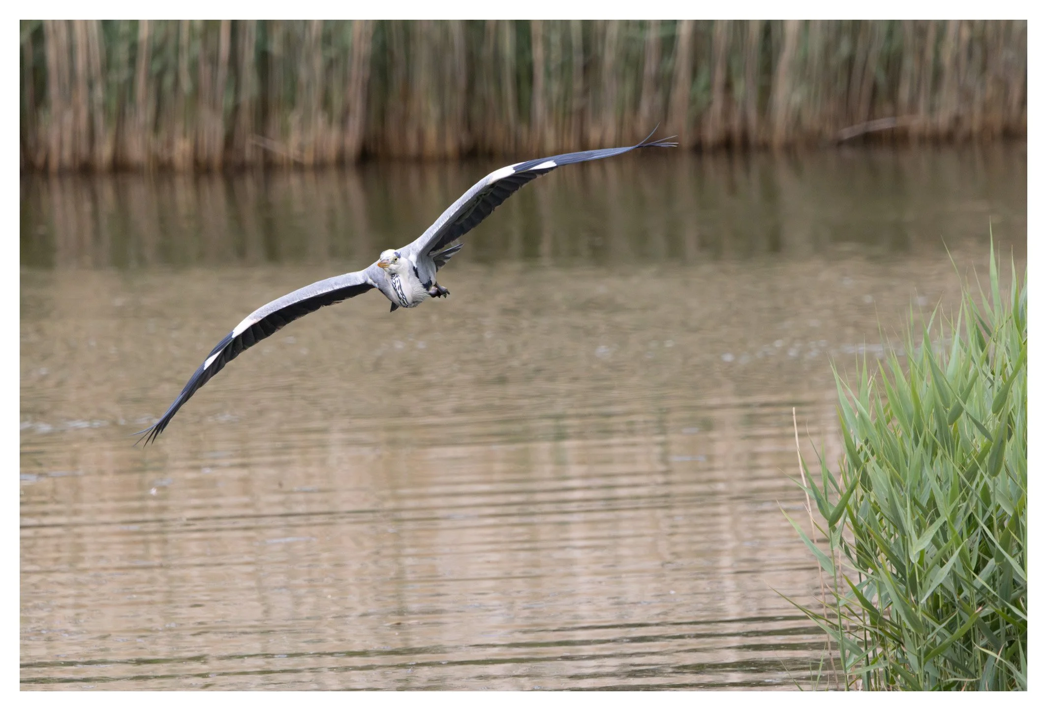 A pelican flying low over a body of water near tall green reeds.