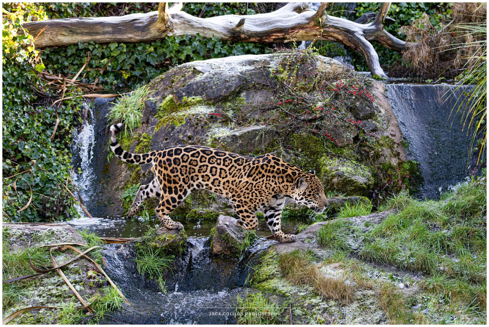A jaguar walking across rocks near a small waterfall in a lush, green setting with moss, plants, and a fallen tree branch.
