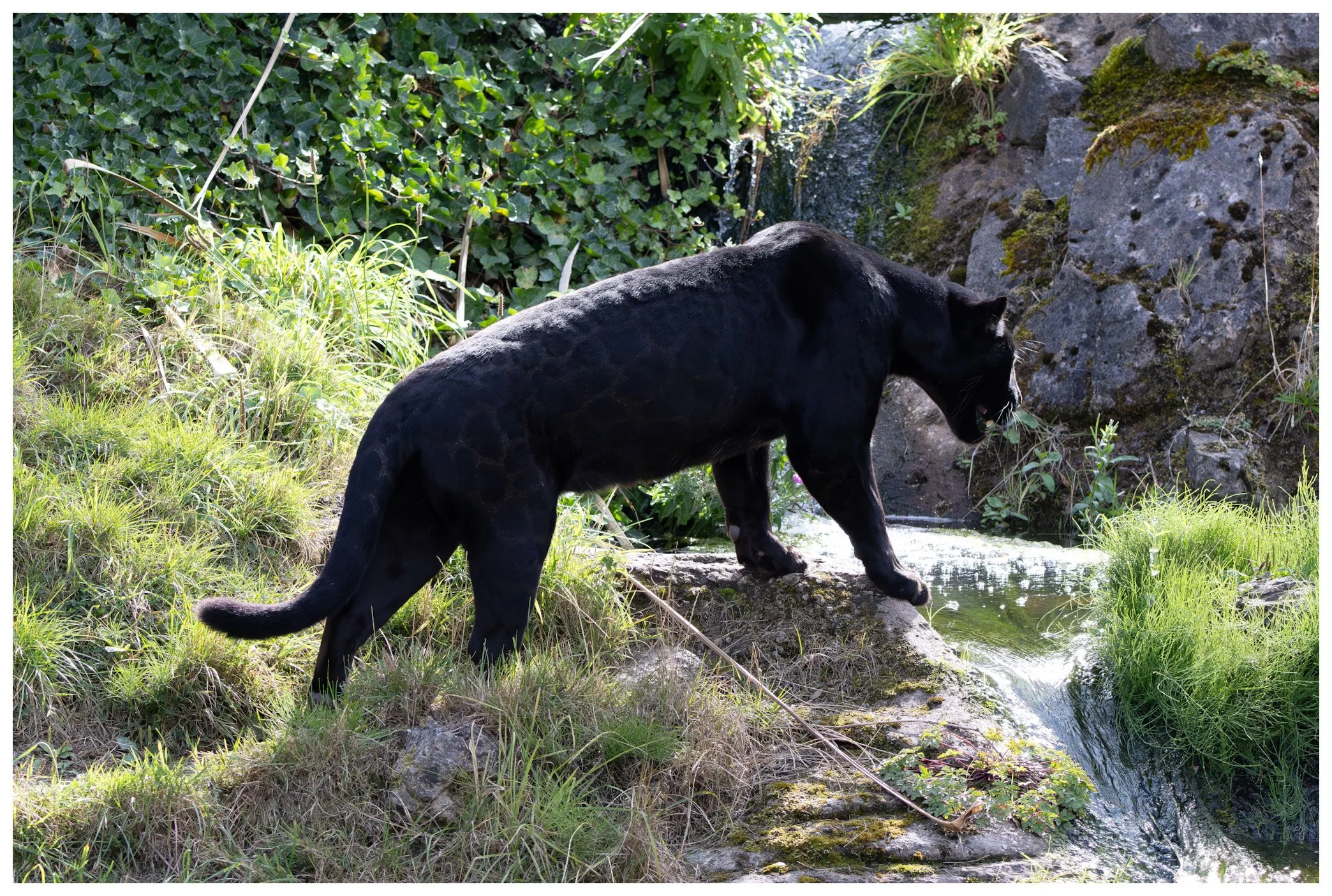 A black panther walking along rocks near a small stream surrounded by green vegetation.