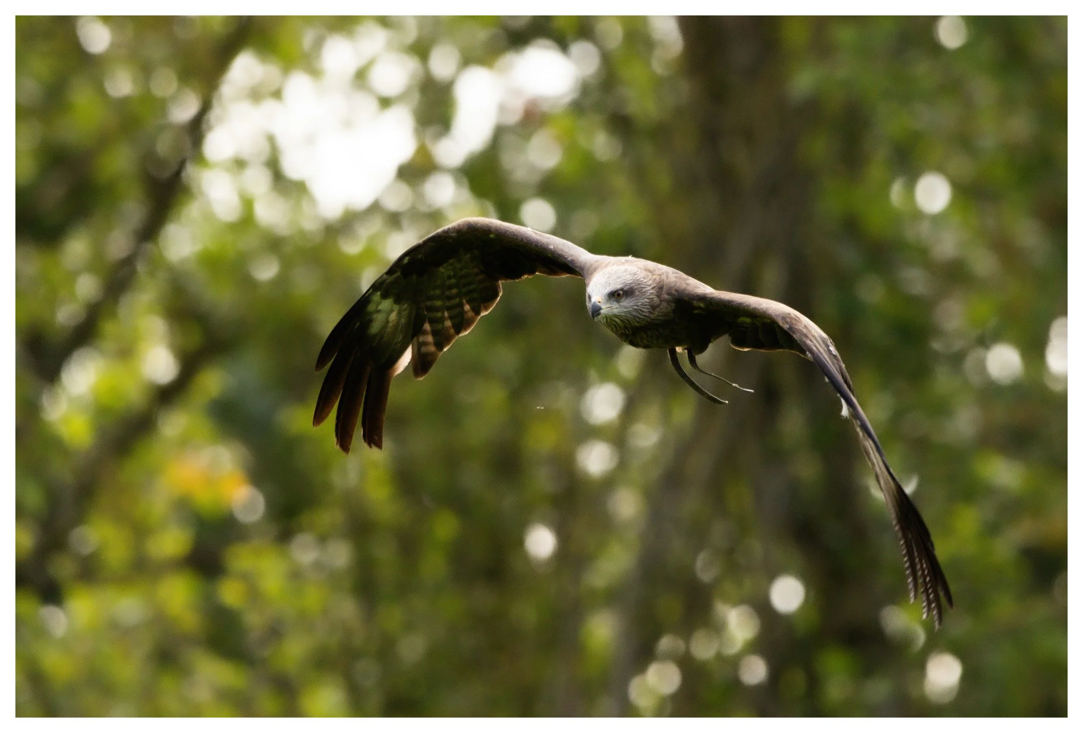 A bird of prey, possibly a hawk or eagle, flying through a forest with blurred green foliage in the background.