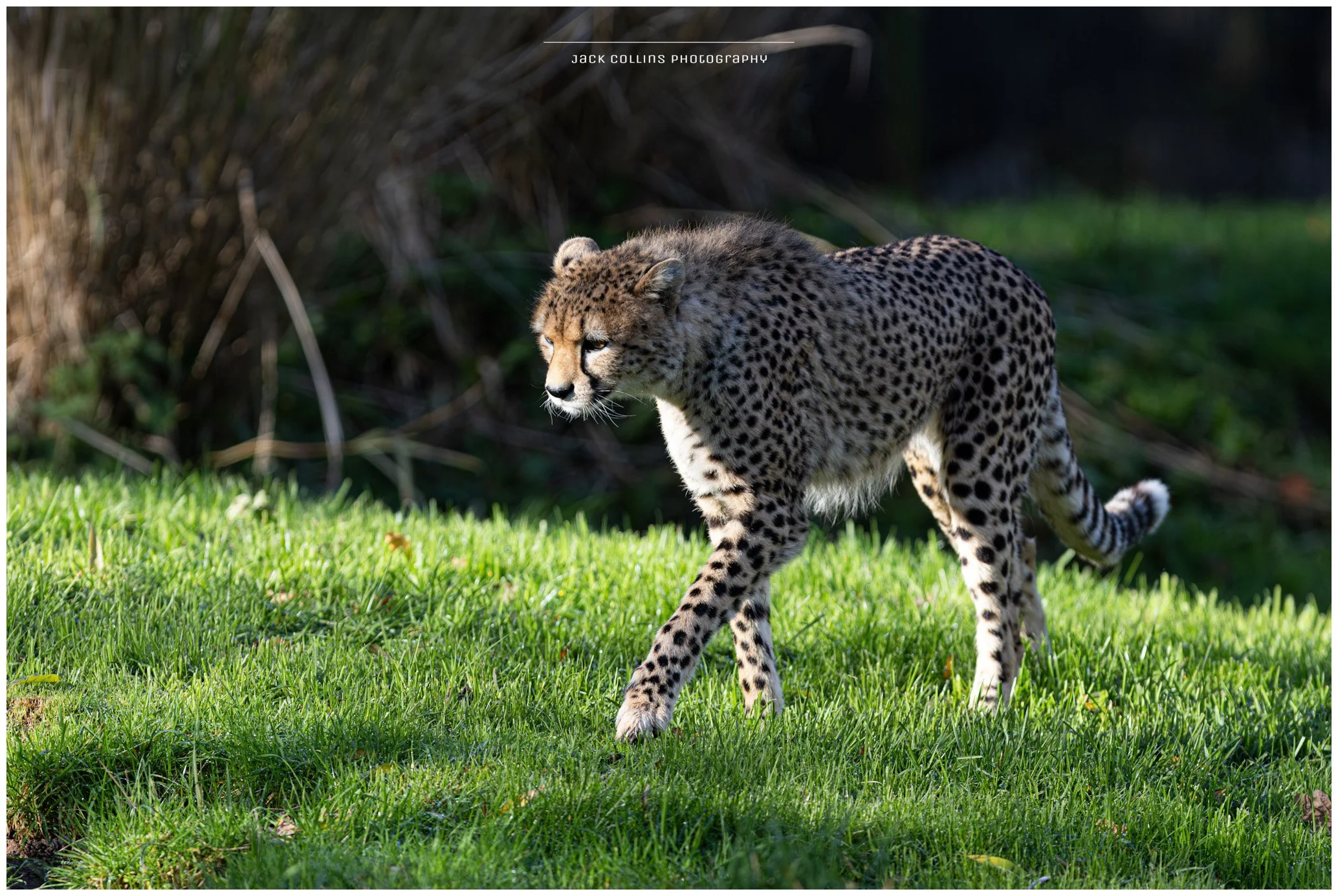 A cheetah walking on green grass with trees in the background.