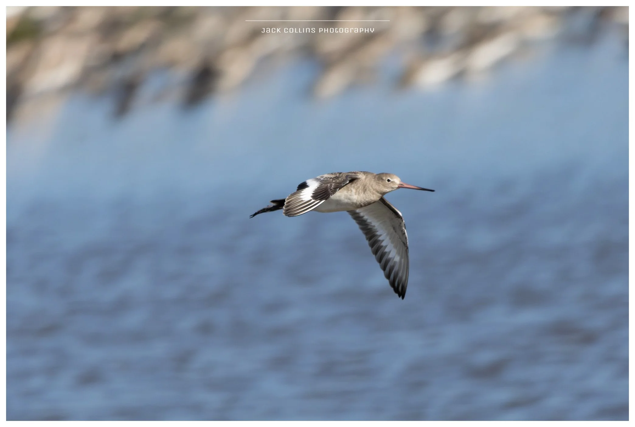 A bird flying over a body of water with rocky shoreline in the background.