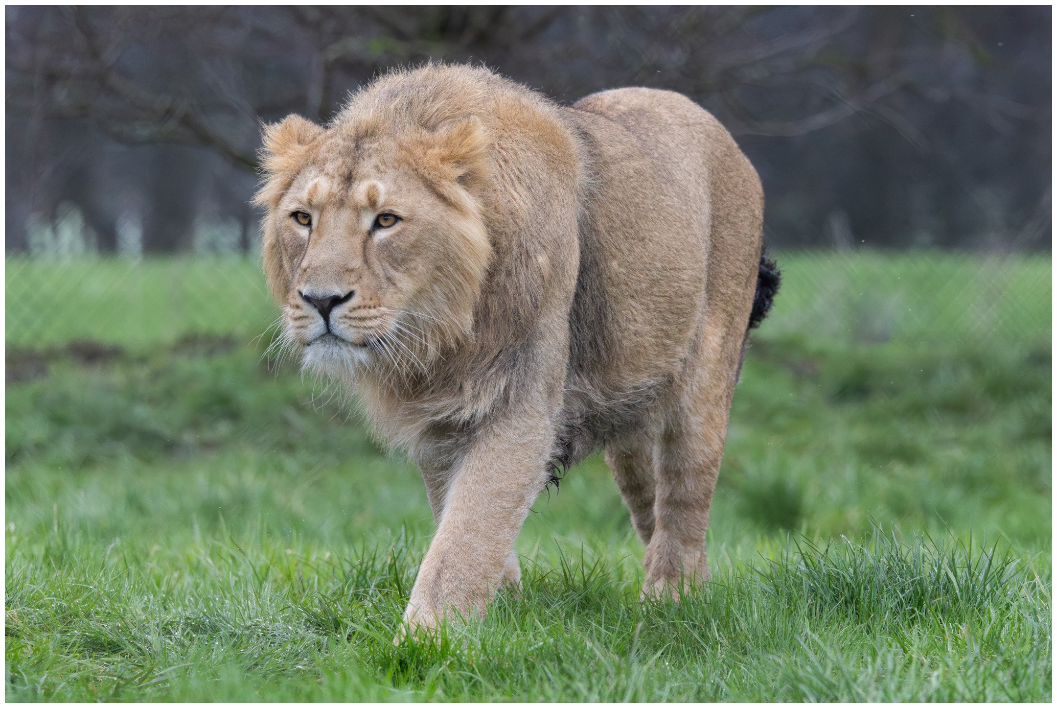 A lion walking on grass in a natural setting.
