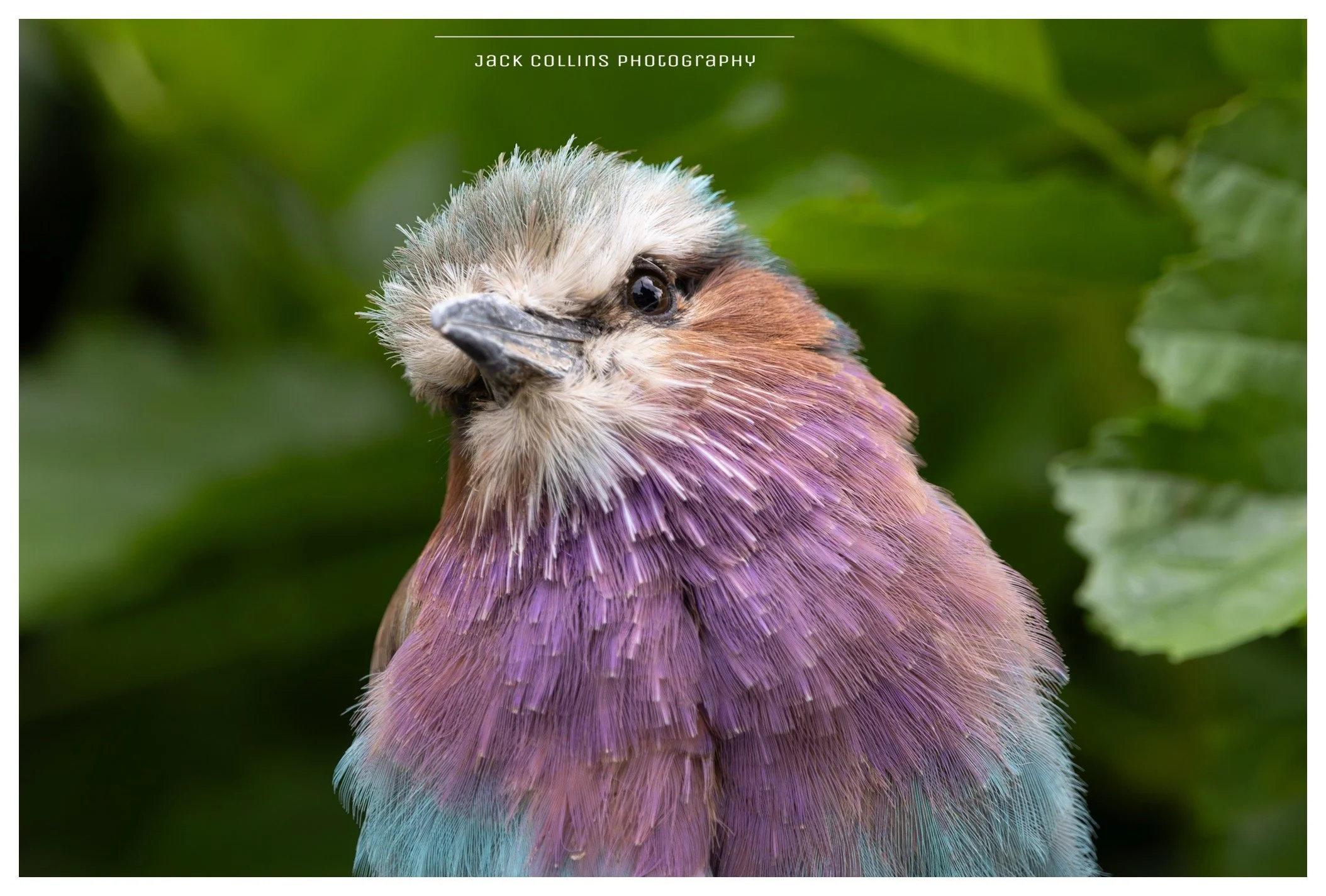 Close-up of a colorful bird with purple, brown, and light blue feathers and a white head, against a green leafy background.
