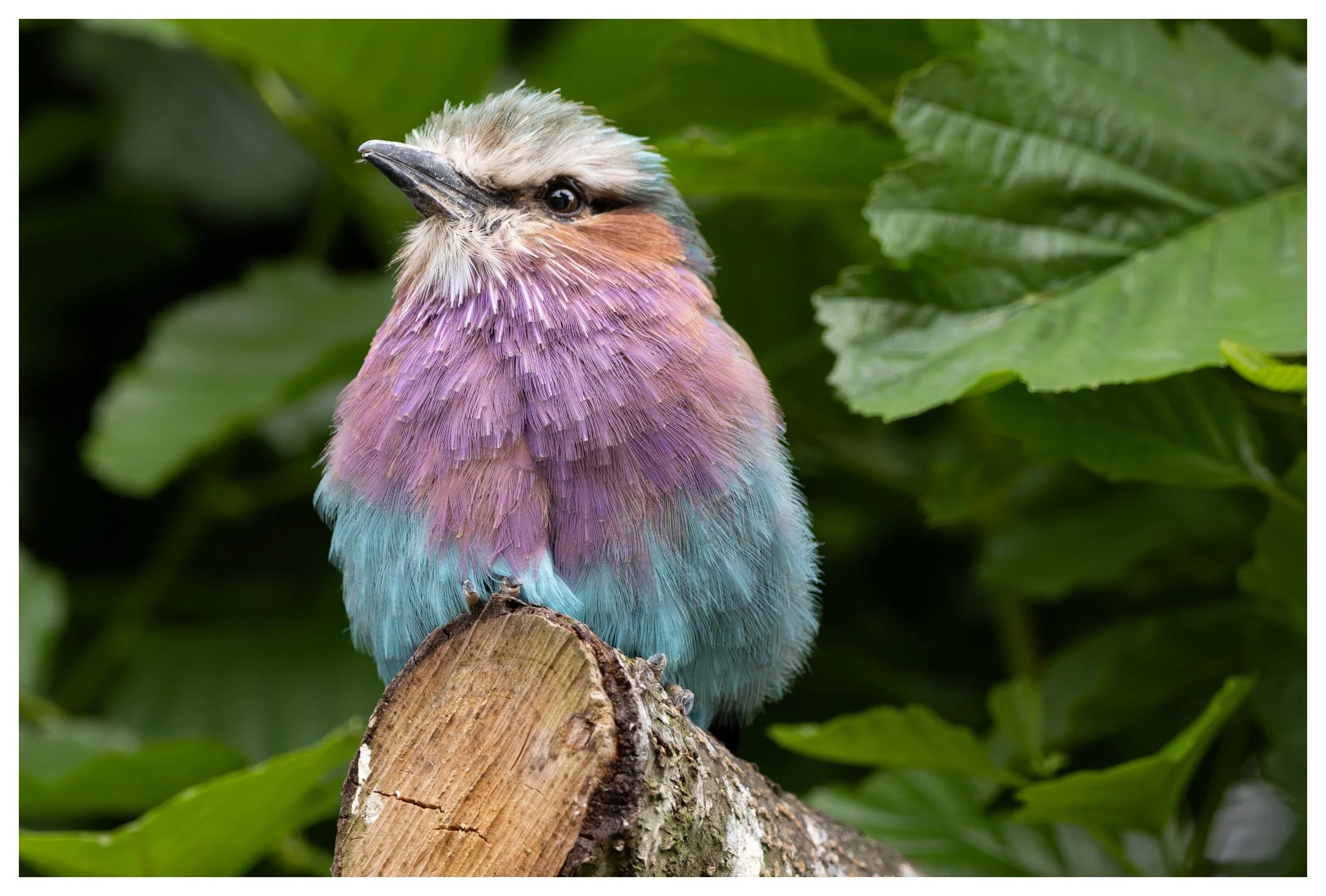 Colorful bird with purple, blue, and beige feathers perched on a tree branch surrounded by green leaves.