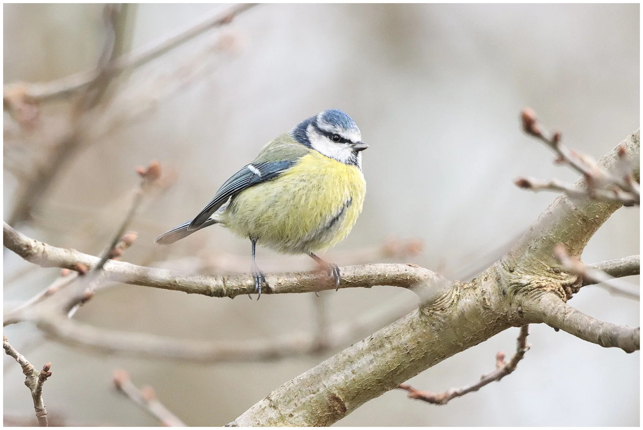 A small blue and yellow bird perched on a leafless tree branch.