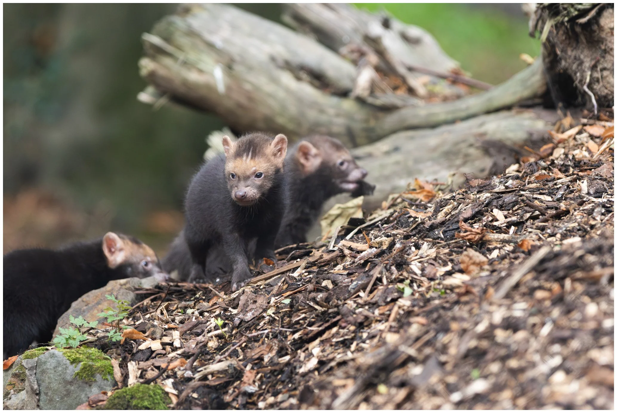 A group of four young marten animals on a forest floor with scattered leaves, small plants, and moss-covered rocks, with a fallen log in the background.