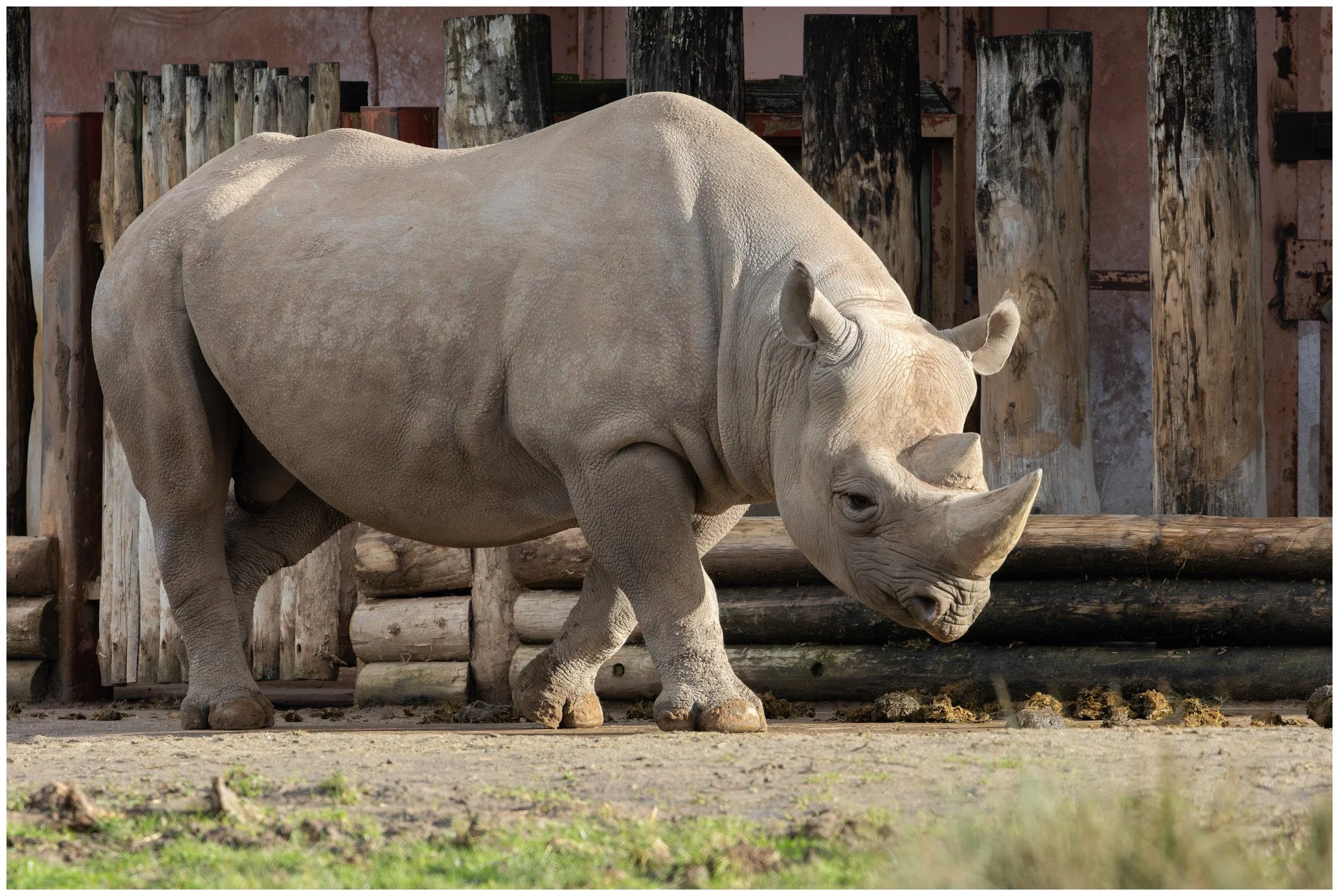 A close-up of a white rhinoceros walking in front of a wooden fence with a muddy brown background.