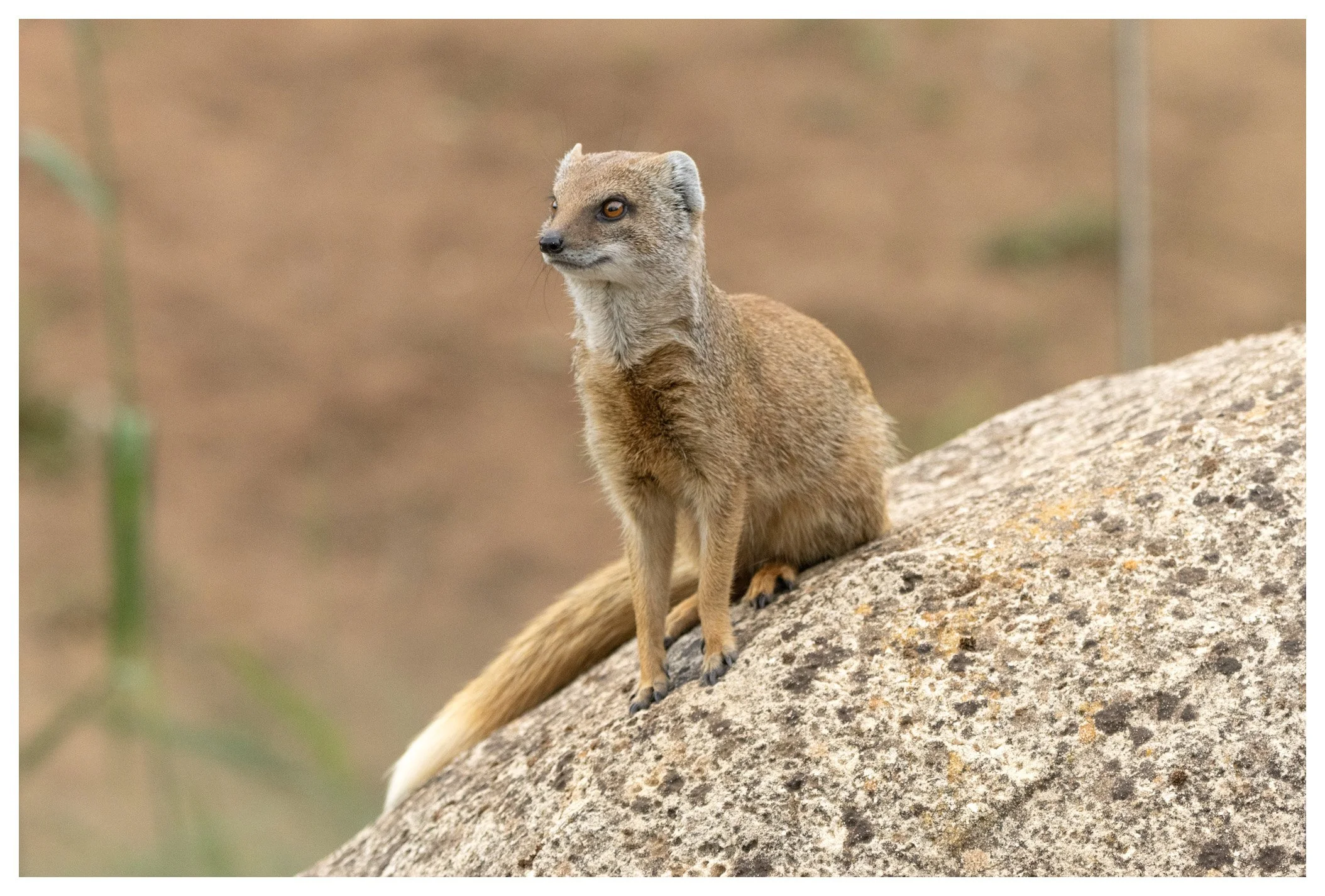A small desert animal with a slender body, sitting on a large rock. It has fur in shades of brown and gray, with a long tail, pointed face, and large eyes. The background is blurry with earth tones.
