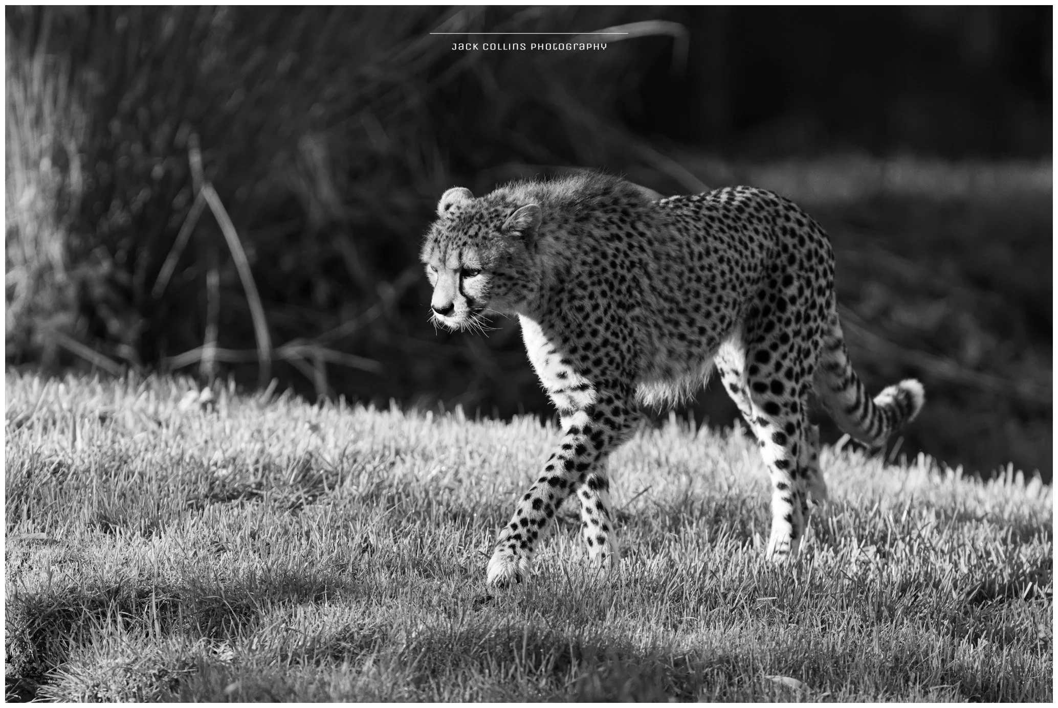 Black and white photograph of a cheetah walking on grass with trees in the background, taken by Jack Collins Photography.