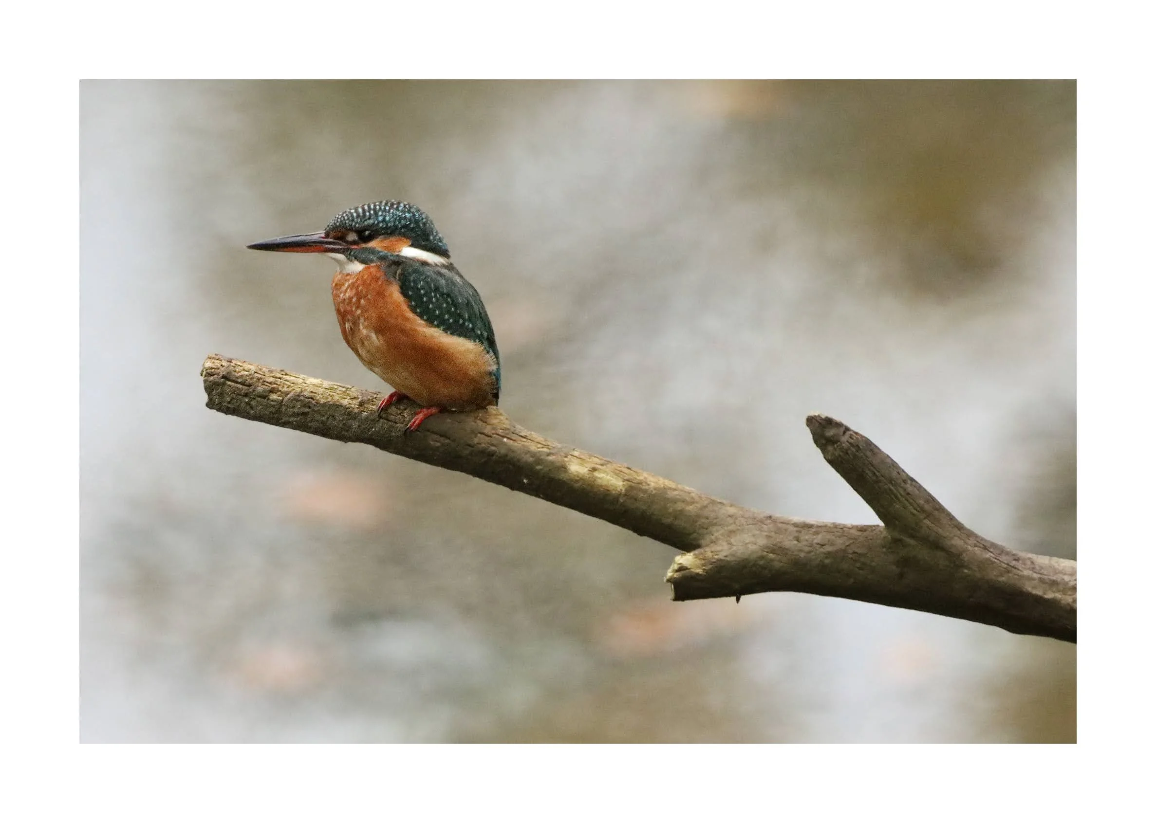 A kingfisher bird perched on a thin tree branch with a blurred natural background.