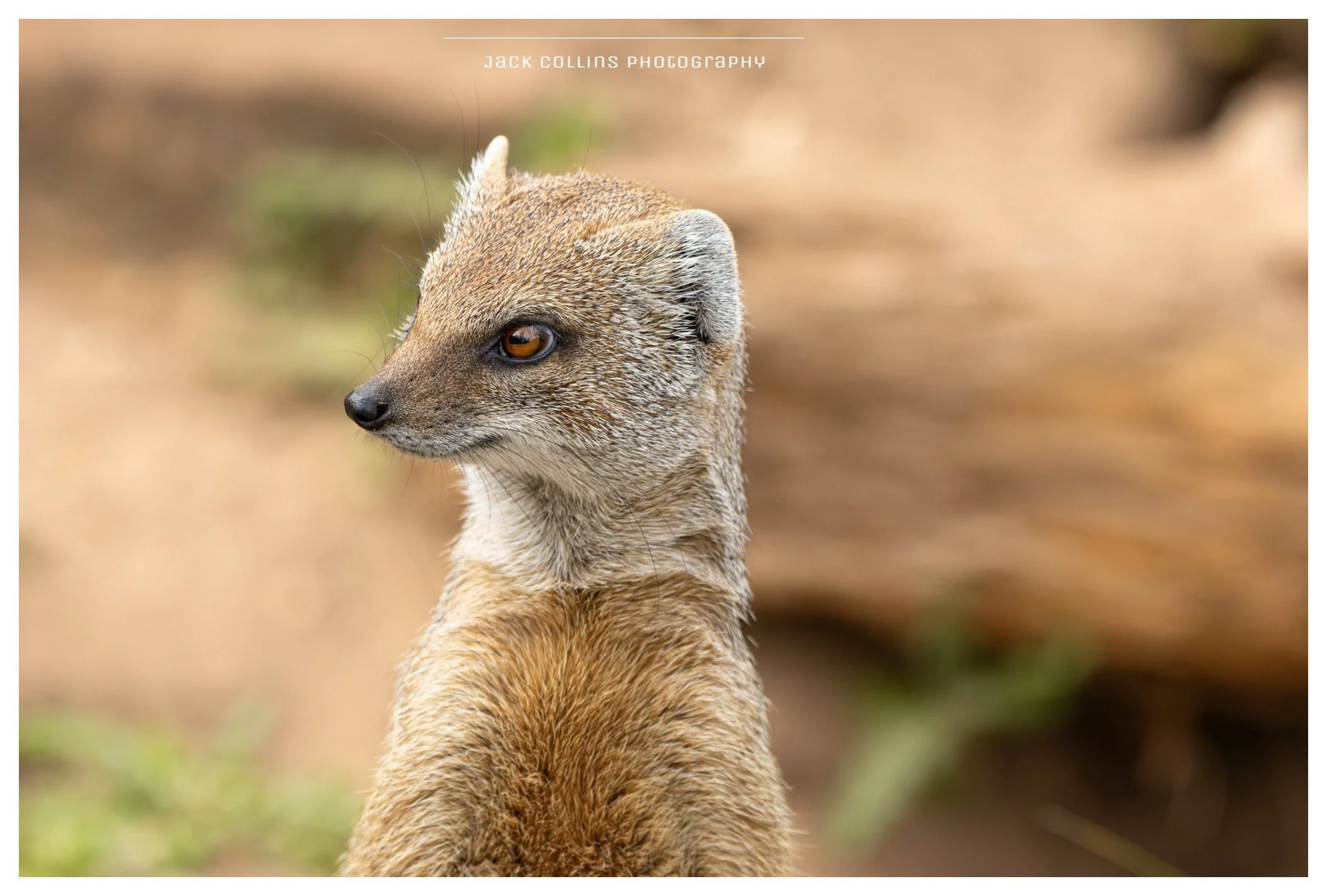 A close-up of a meerkat with brown eyes, standing upright, with a blurred natural background.