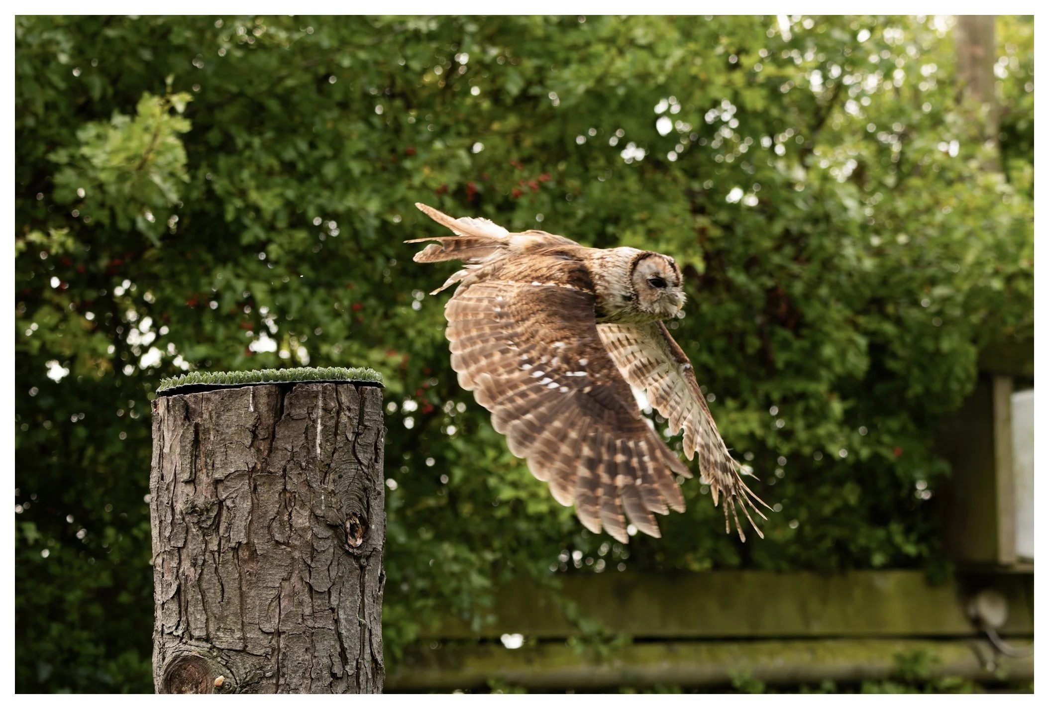 An owl flying away from a wooden post in a green, leafy outdoor setting.