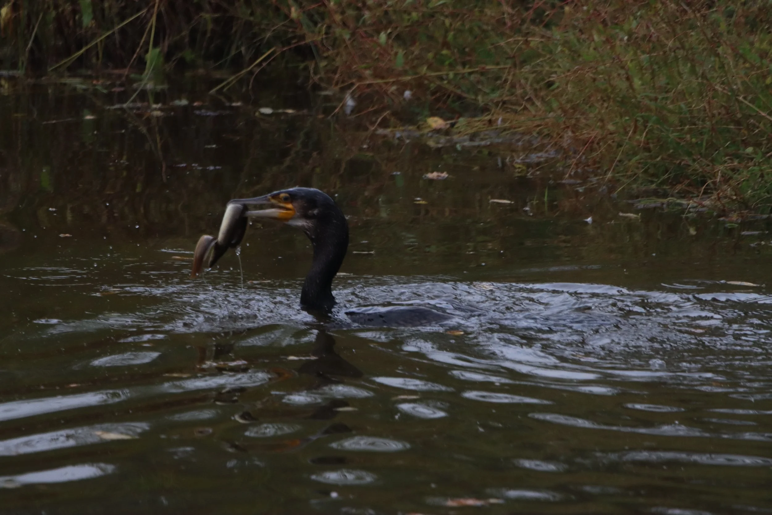 A black cormorant bird in a body of water holding a fish in its beak.