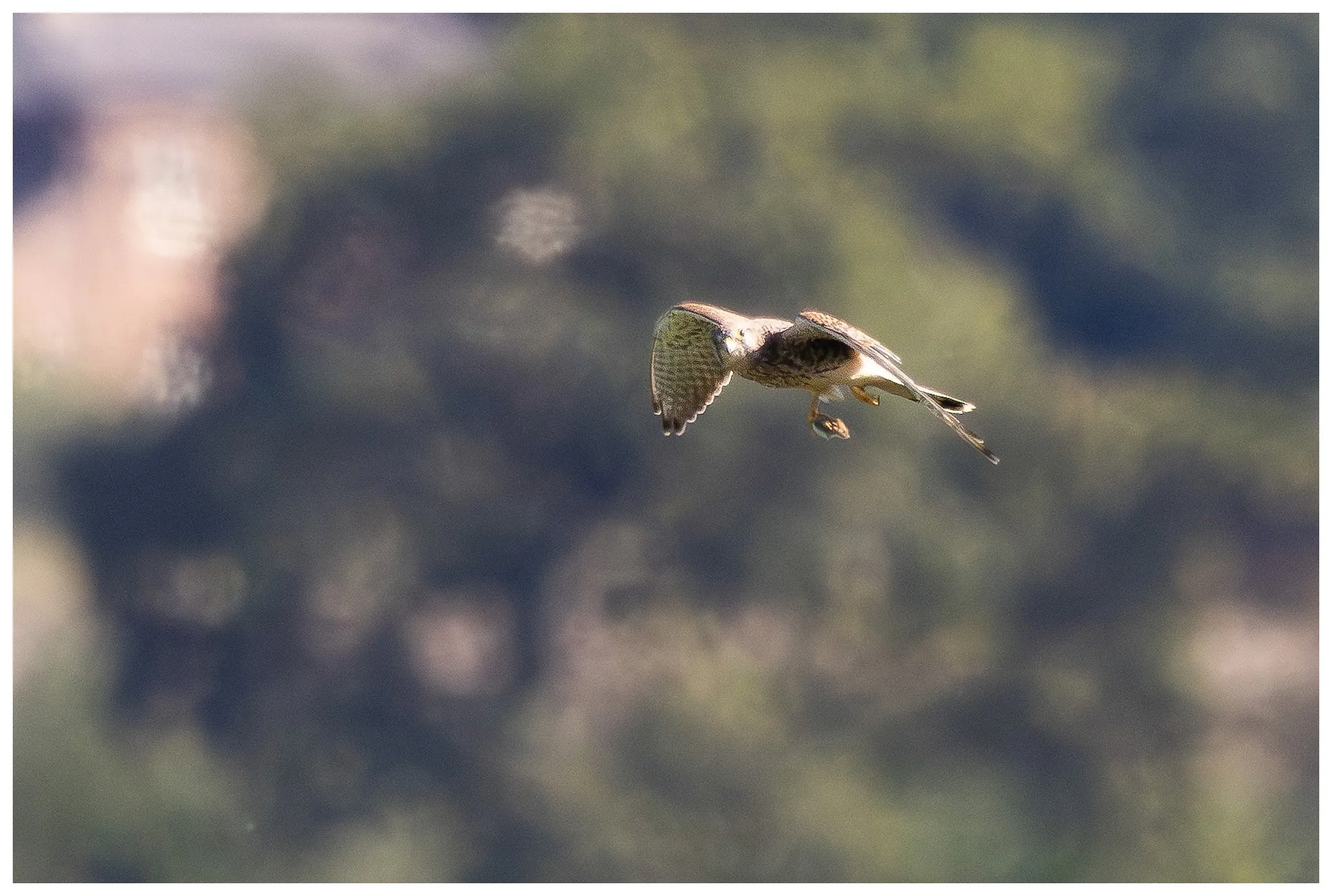 A bird in mid-flight with wings spread, flying over a blurred natural background.