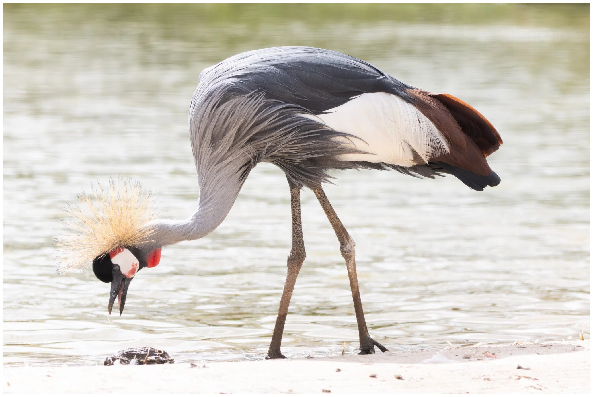 A grey and white crowned crane stands on the shore next to a small turtle.