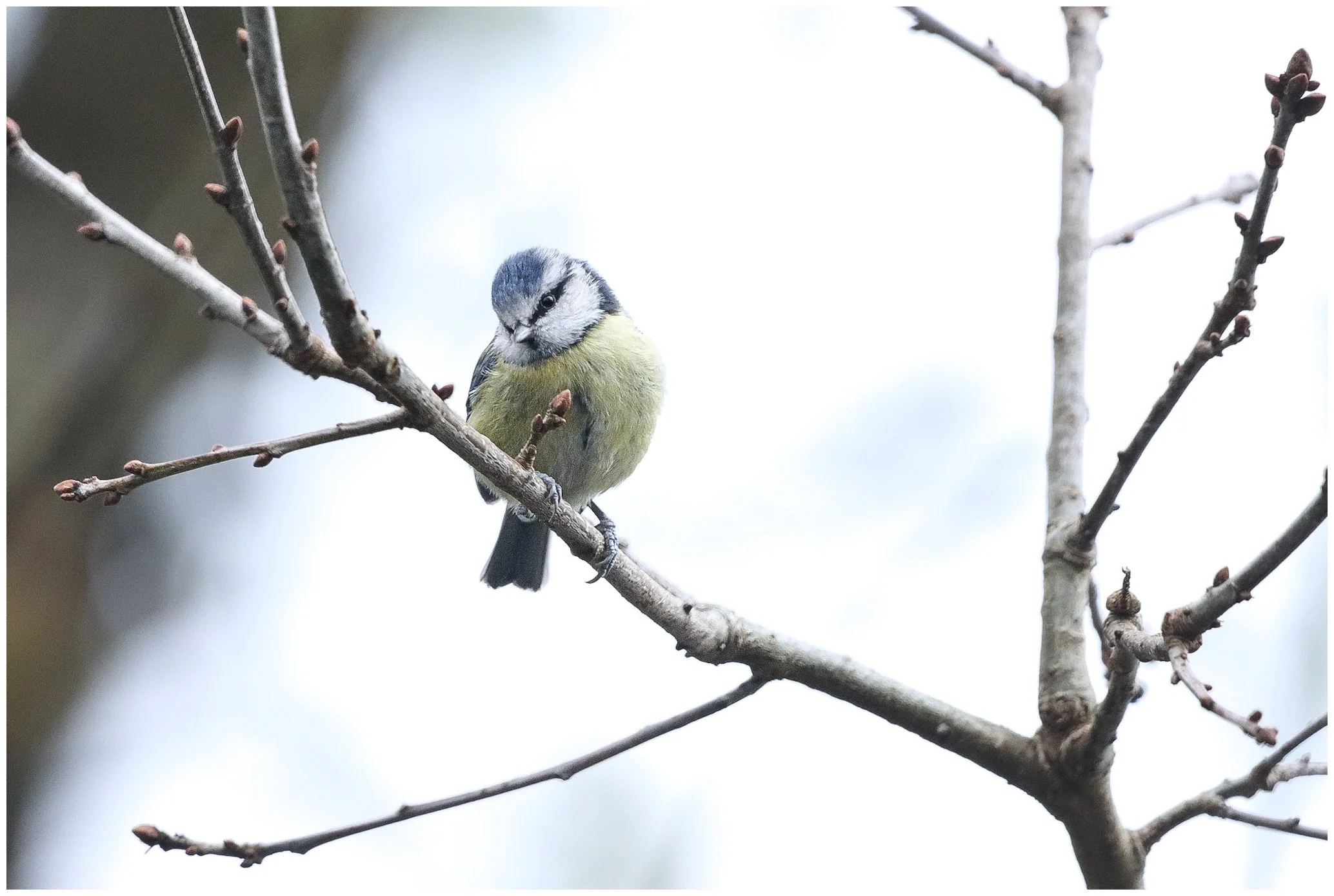 A small blue and yellow bird perched on a leafless tree branch.
