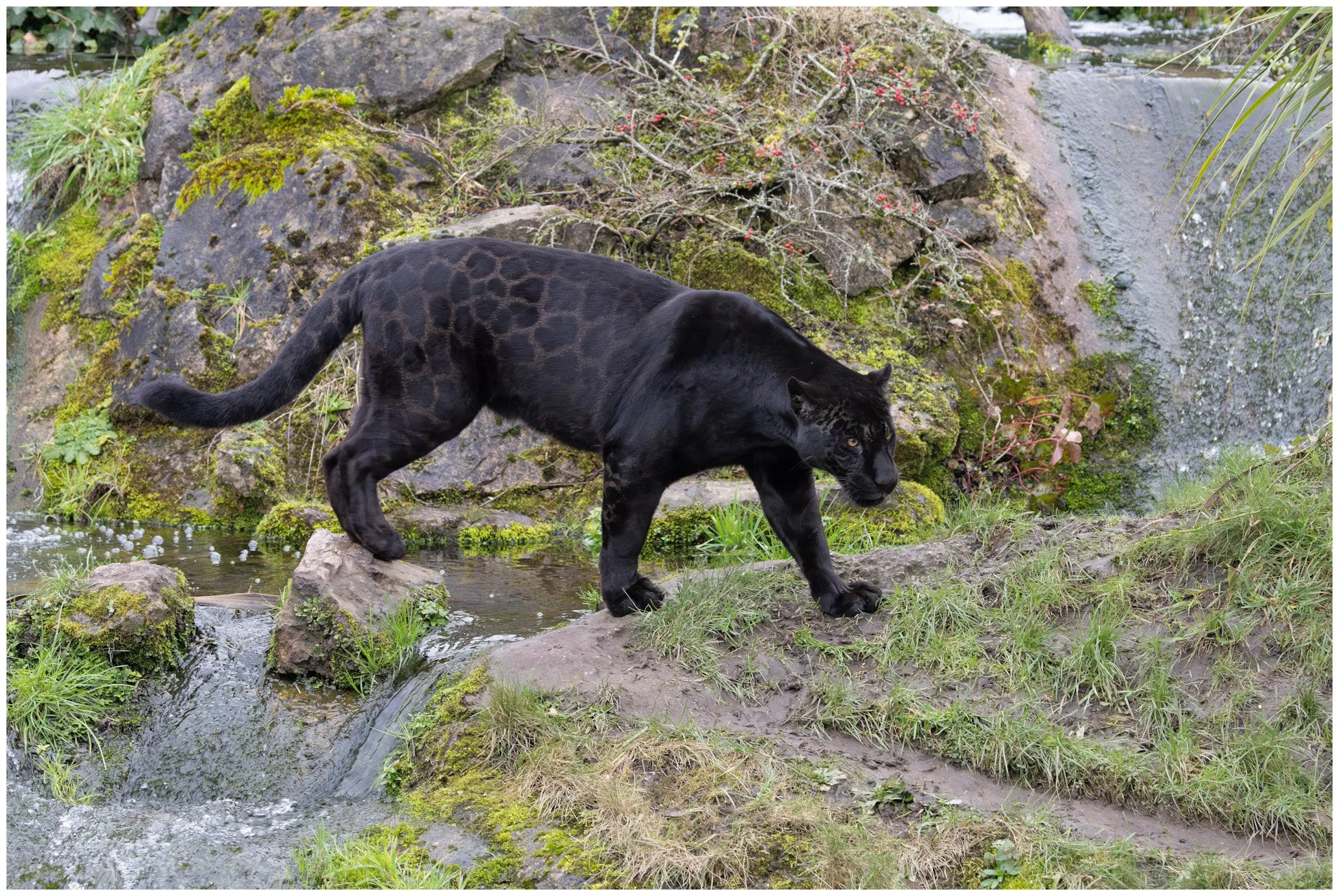 A black jaguar walking on rocks near a small waterfall in a lush, green environment.