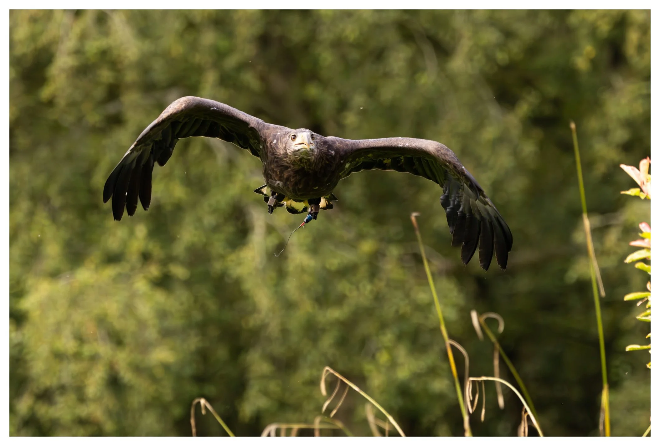 A bald eagle in flight over a natural green wetland area with tall grass and trees in the background.