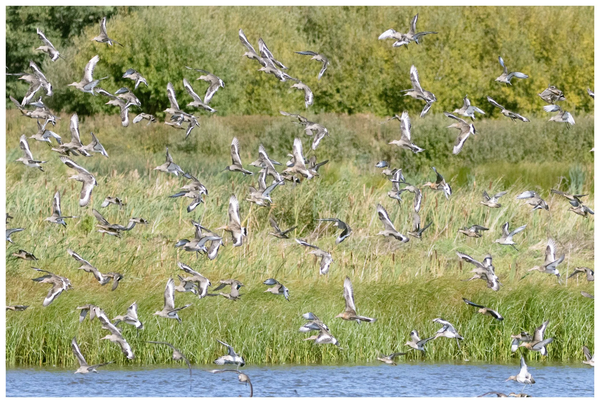 Thousands of birds flying over a green wetland area with tall grasses and trees in the background.