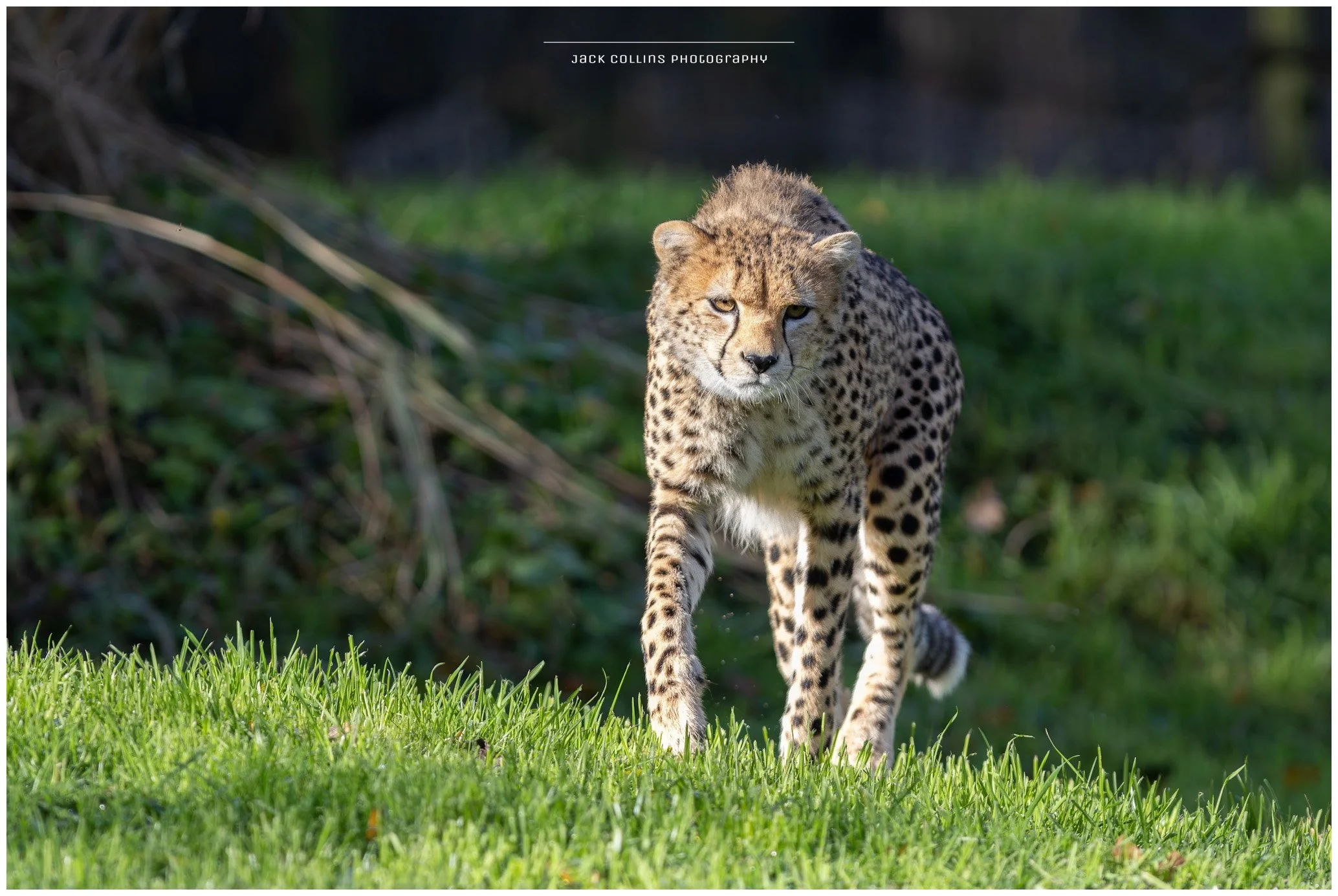 A juvenile cheetah walking on a green grassy area with a blurred background of trees and bushes.
