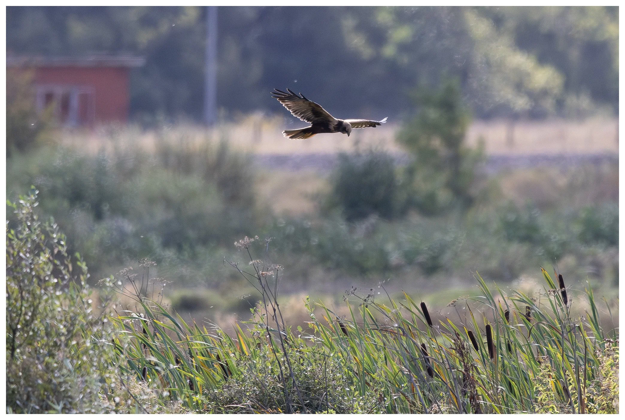 A bird of prey flying over a marshland with tall grasses and some bushes, with a blurred background including a building and trees.