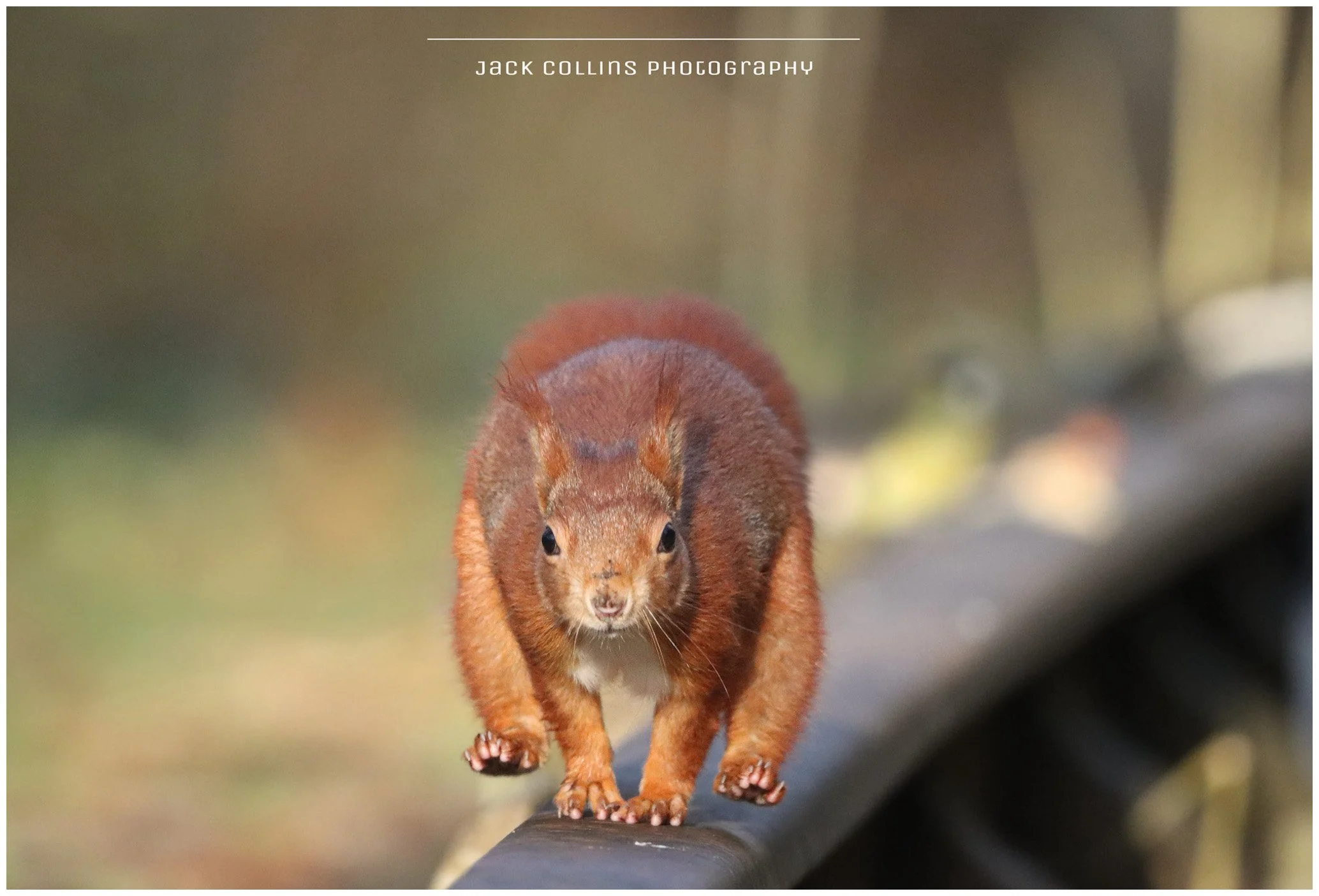 A squirrel walking on a wooden branch, facing forward, with blurred background.
