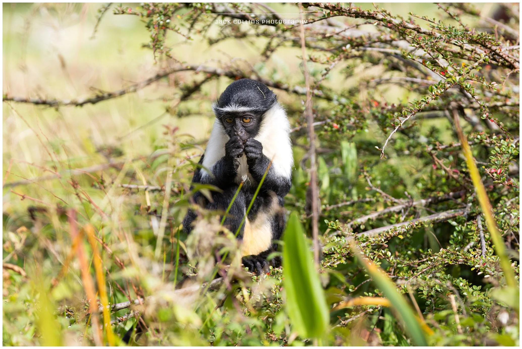 A young black and white cephalopogon monkey sitting among shrubs and grass, holding its hands close to its mouth, in a natural outdoor setting.