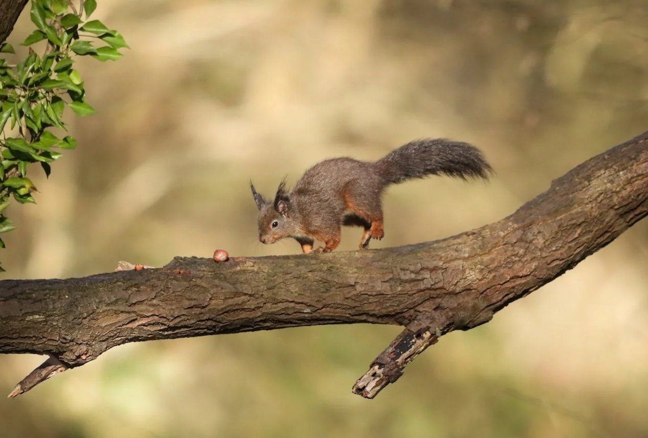A squirrel on a tree branch, appearing to eat a nut.