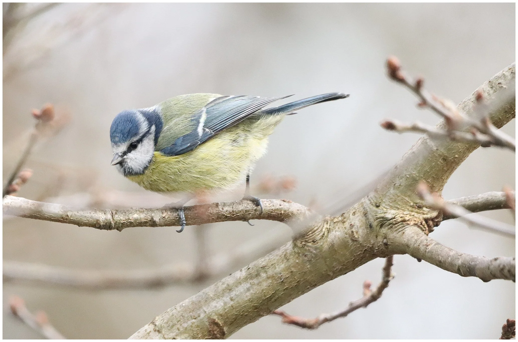 A small blue and yellow bird perched on a tree branch with budding twigs.