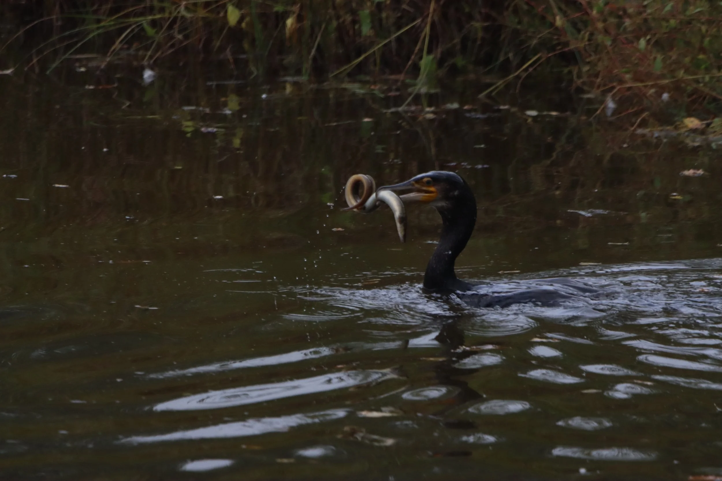 A black cormorant in water holding a fish with its beak.