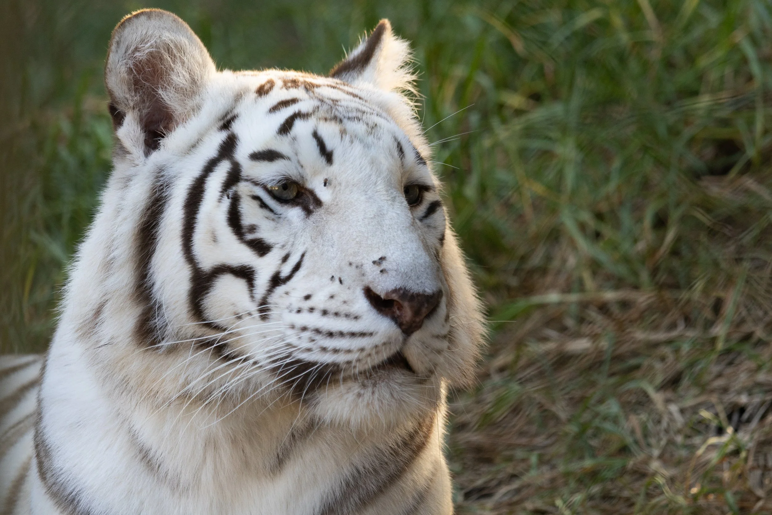 Close-up of a white tiger with black stripes resting in tall grass.
