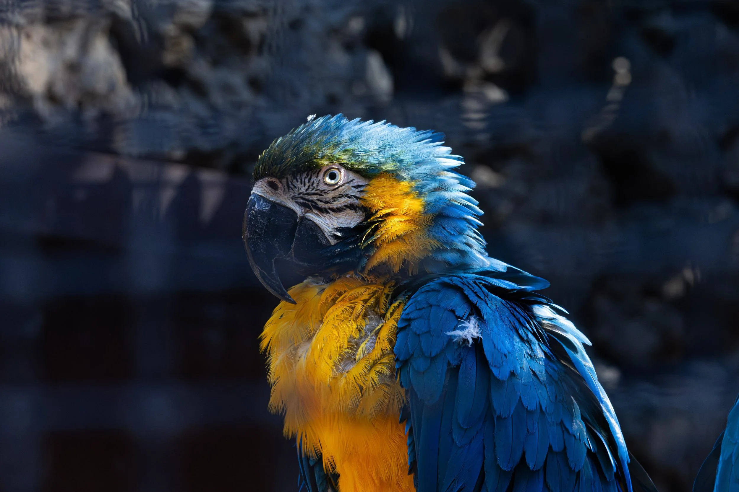 A vibrant blue and yellow macaw parrot with a black beak, yellow chest, and green, blue, and yellow feathers on its head, standing against a dark background.