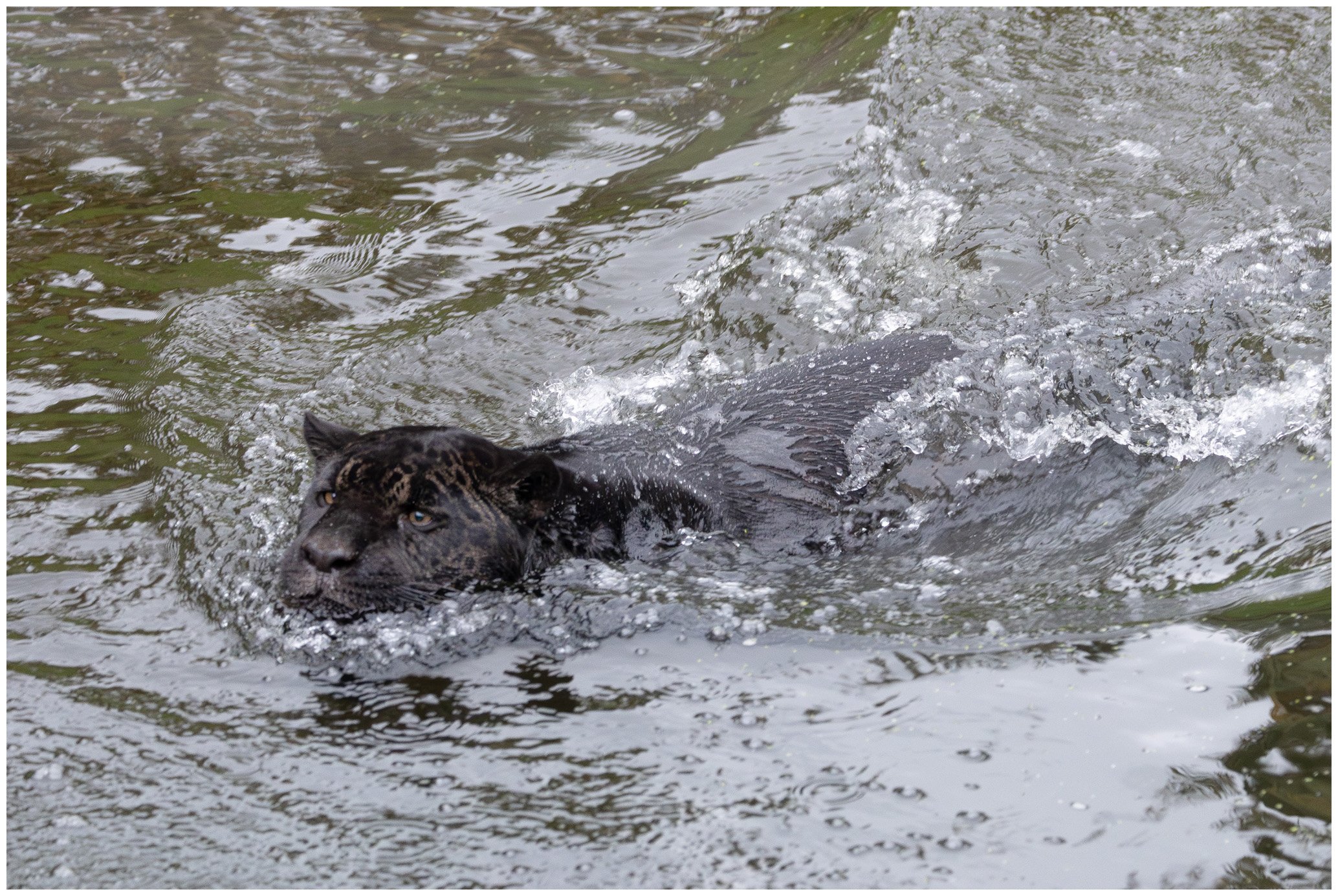 A black jaguar swimming in water, with its head and part of its back visible, creating ripples and splashes.