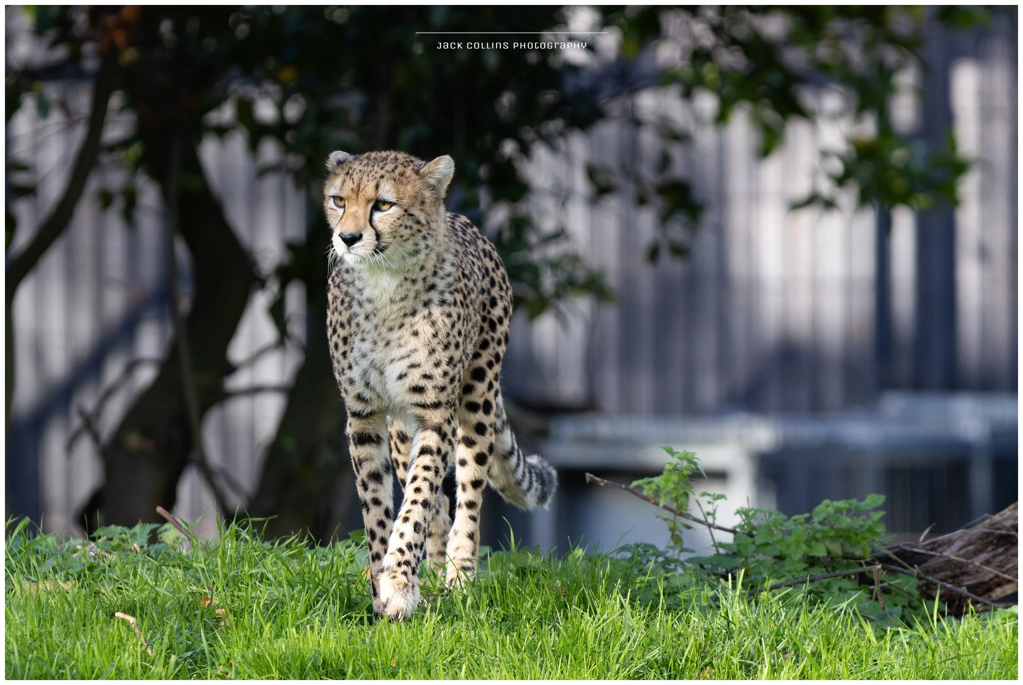 A cheetah walking on green grass in a zoo enclosure with trees and a metal fence in the background.