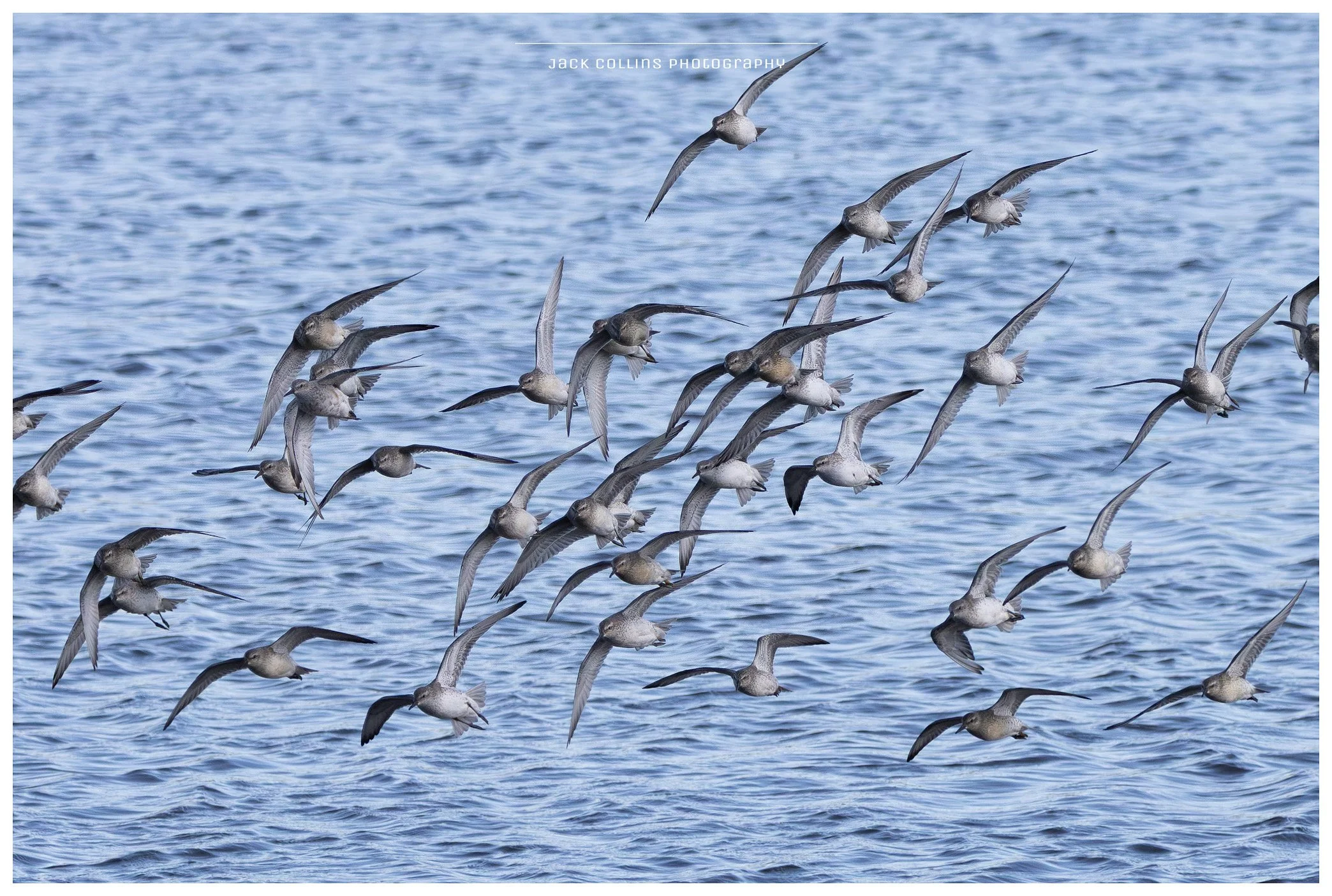 A flock of seabirds flying over the ocean with blue water and ripples.