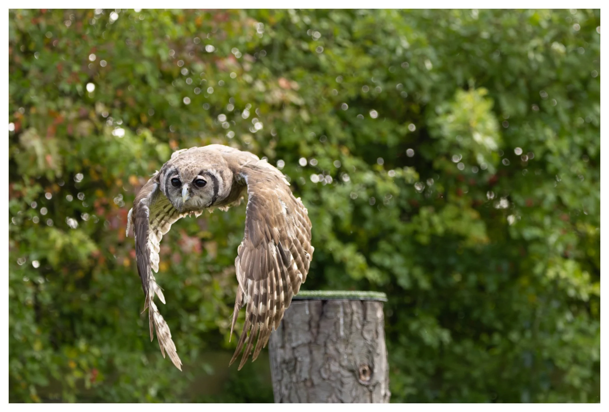 An owl with large eyes hovering mid-air near a tree stump, with a background of green and reddish foliage.