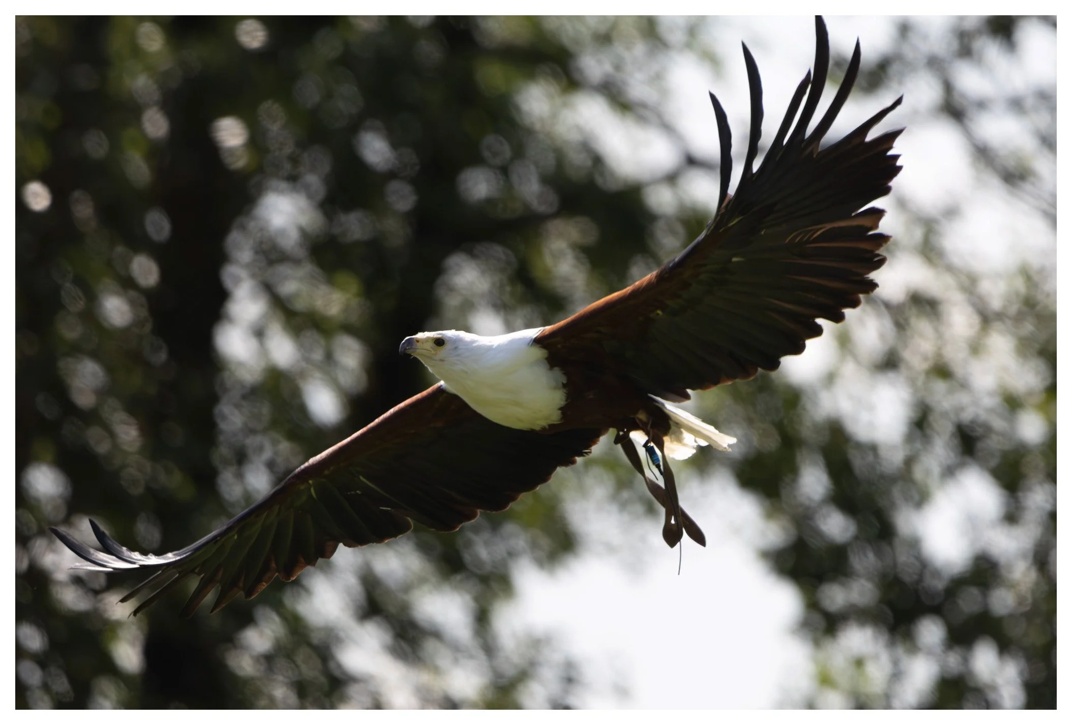 A bird of prey, possibly an African fish eagle, flying with wings spread wide against a blurred background of trees.