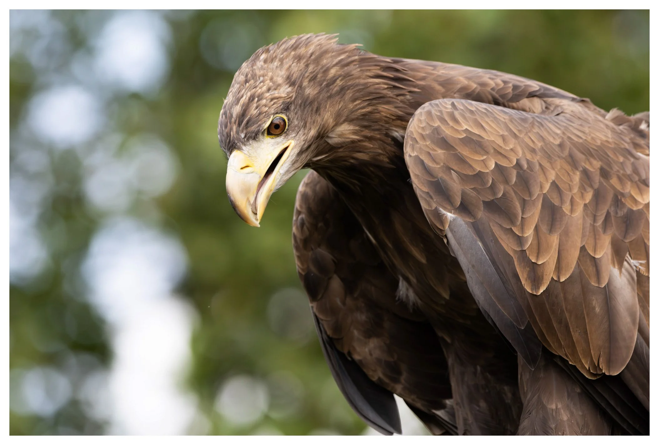 Close-up of a brown eagle with a sharp beak, looking down with a blurred green and white background.