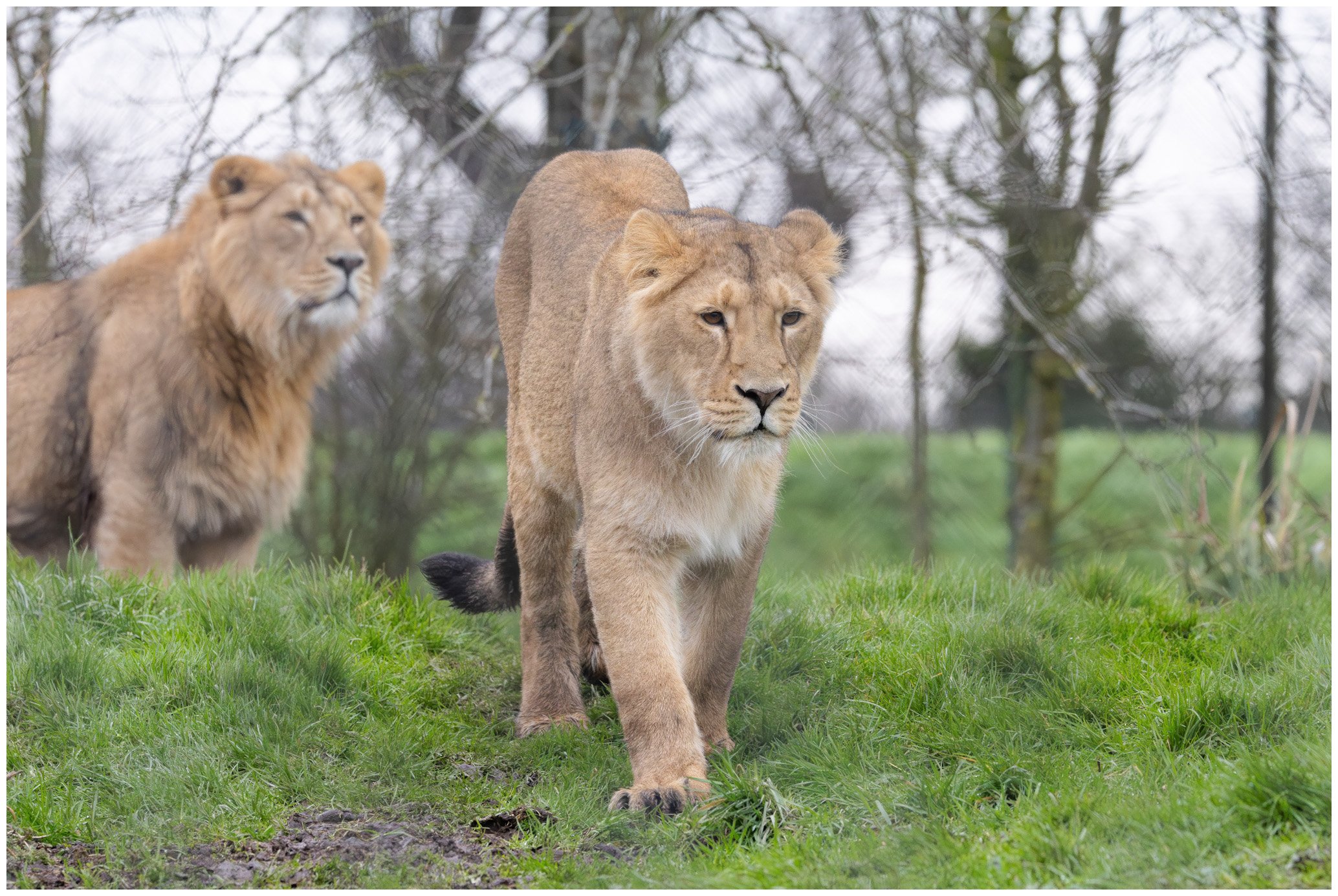 Two lions walking through a grassy area with trees in the background.
